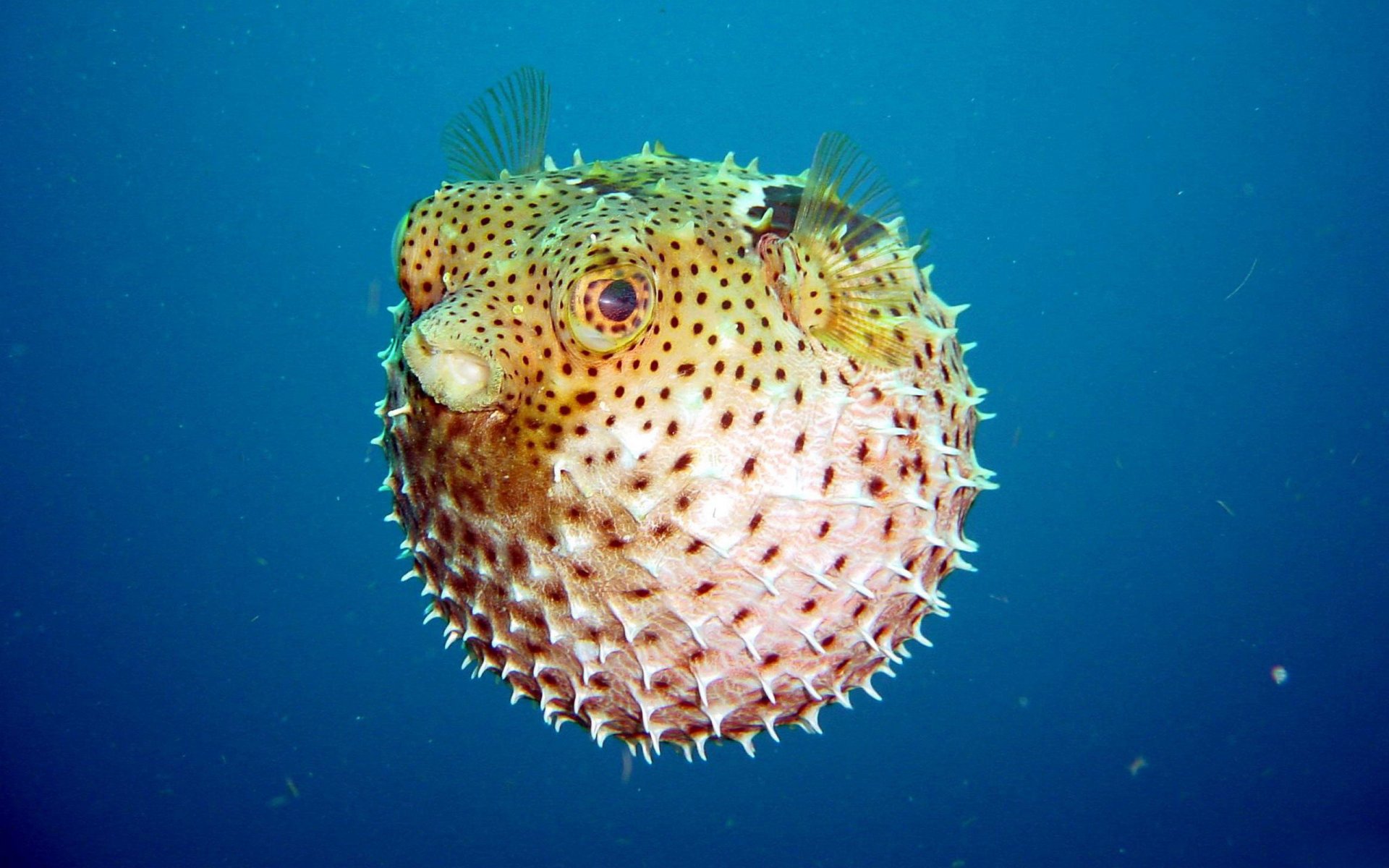 sous-marin monde poisson boule bulle épines