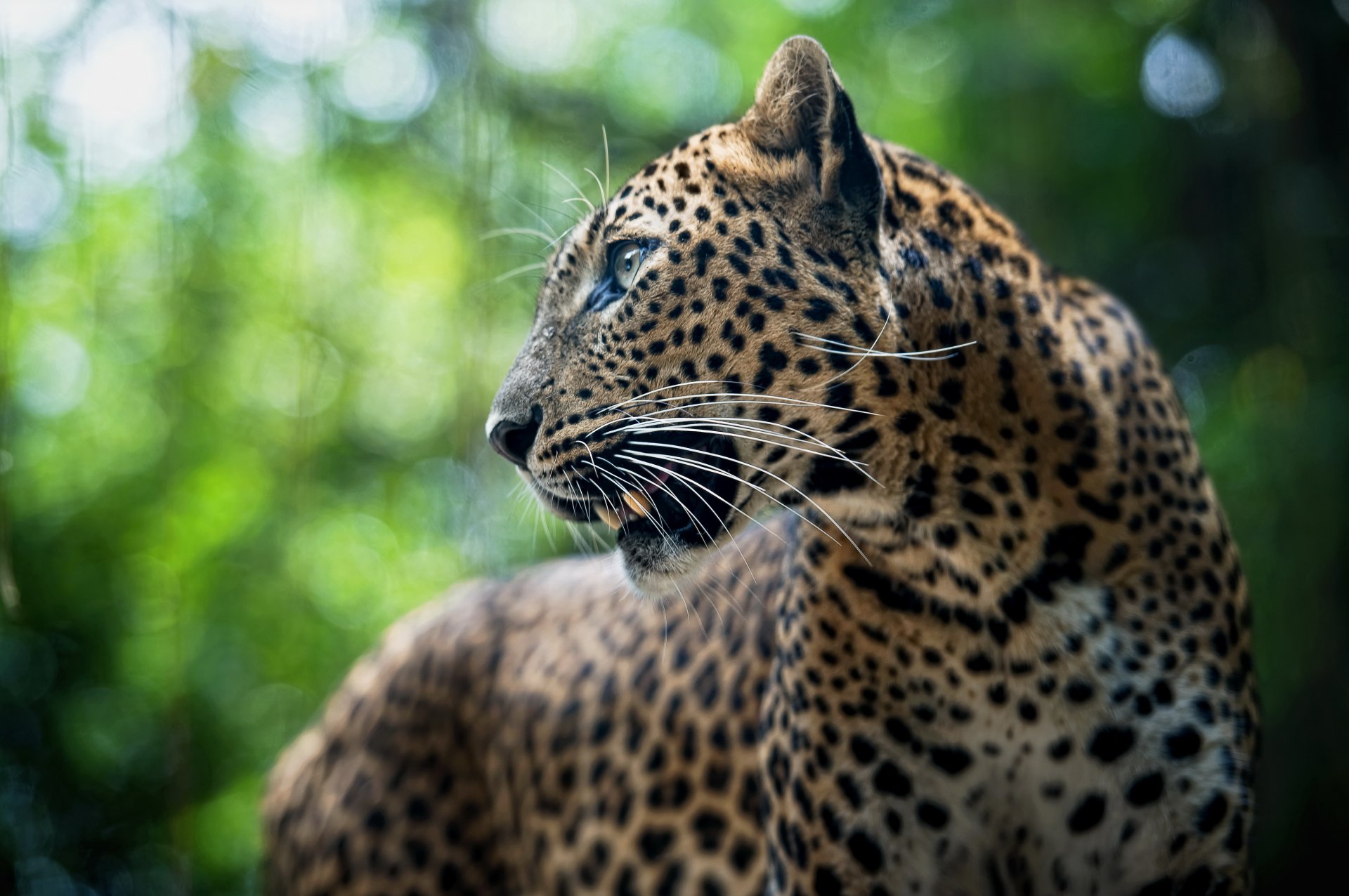 léopard animal panthère pardus prédateur