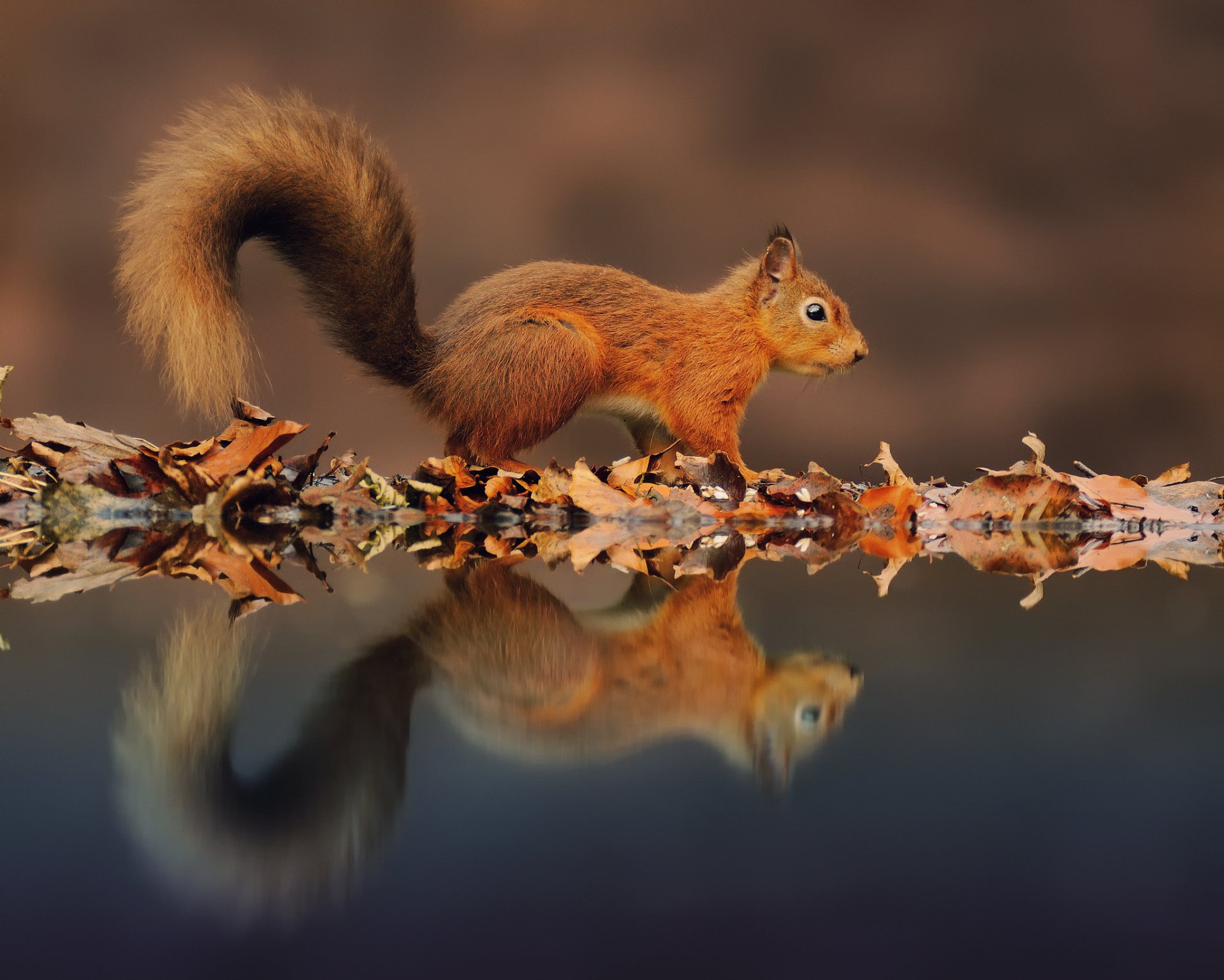 ardilla agua follaje reflejos otoño