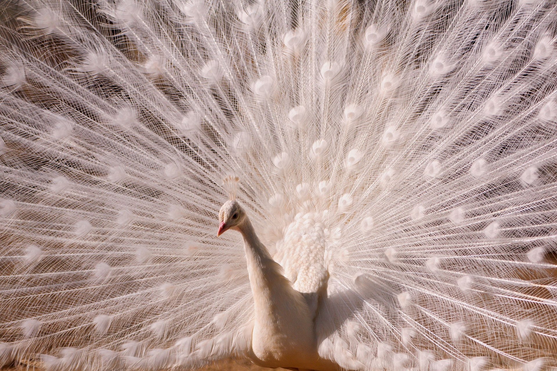 pavo real blanco cola plumas