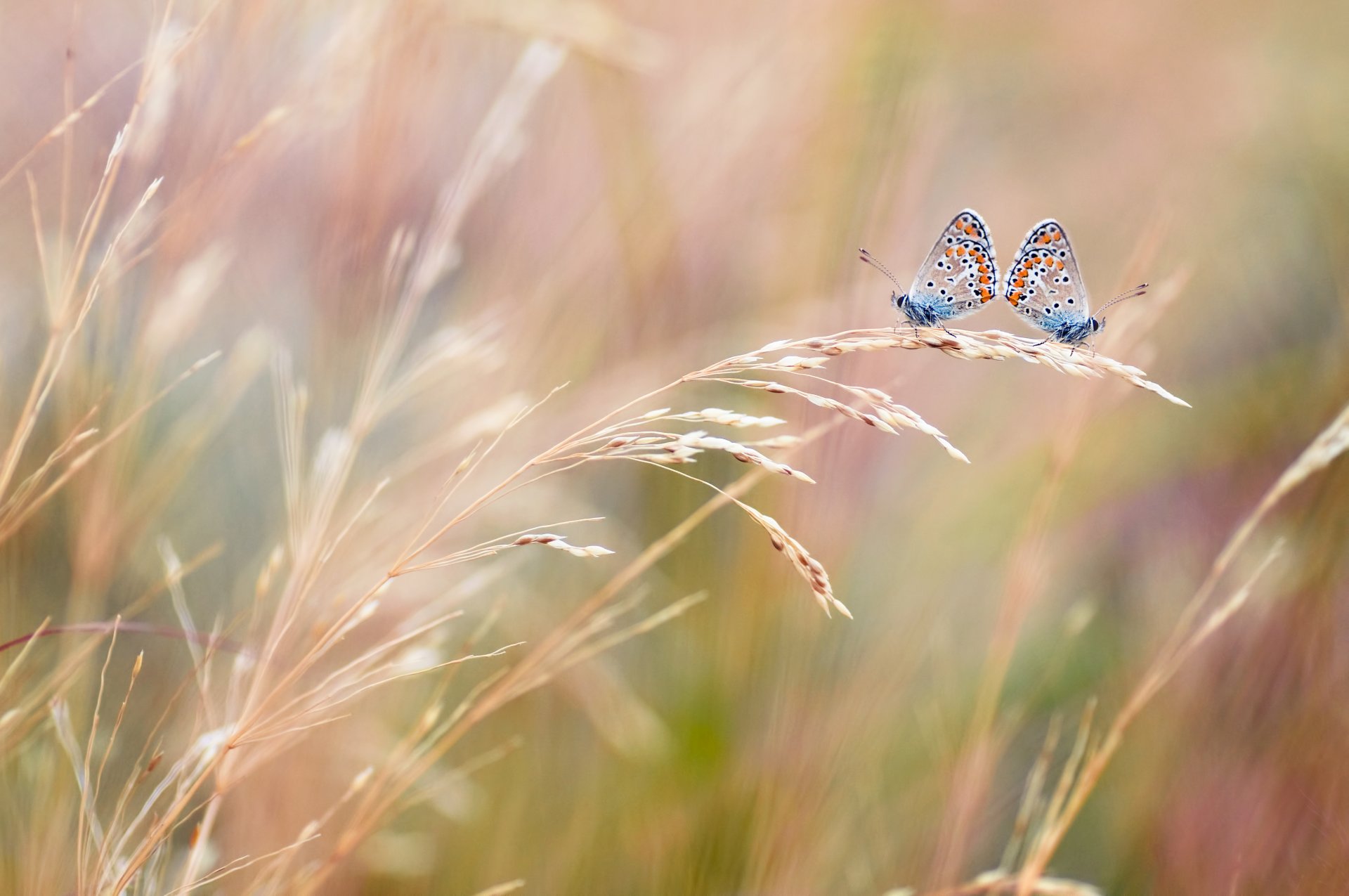 butterfly two the field ears close up blur