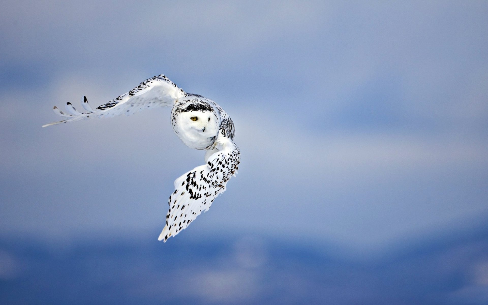 fond ciel oiseau hibou prédateur ailes taches