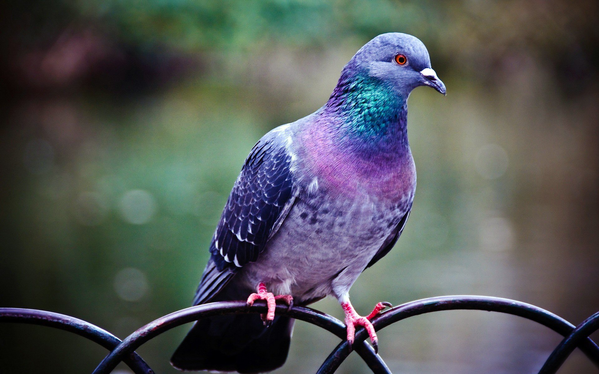 fence fence bird pigeon feathers color coloring plumage paw