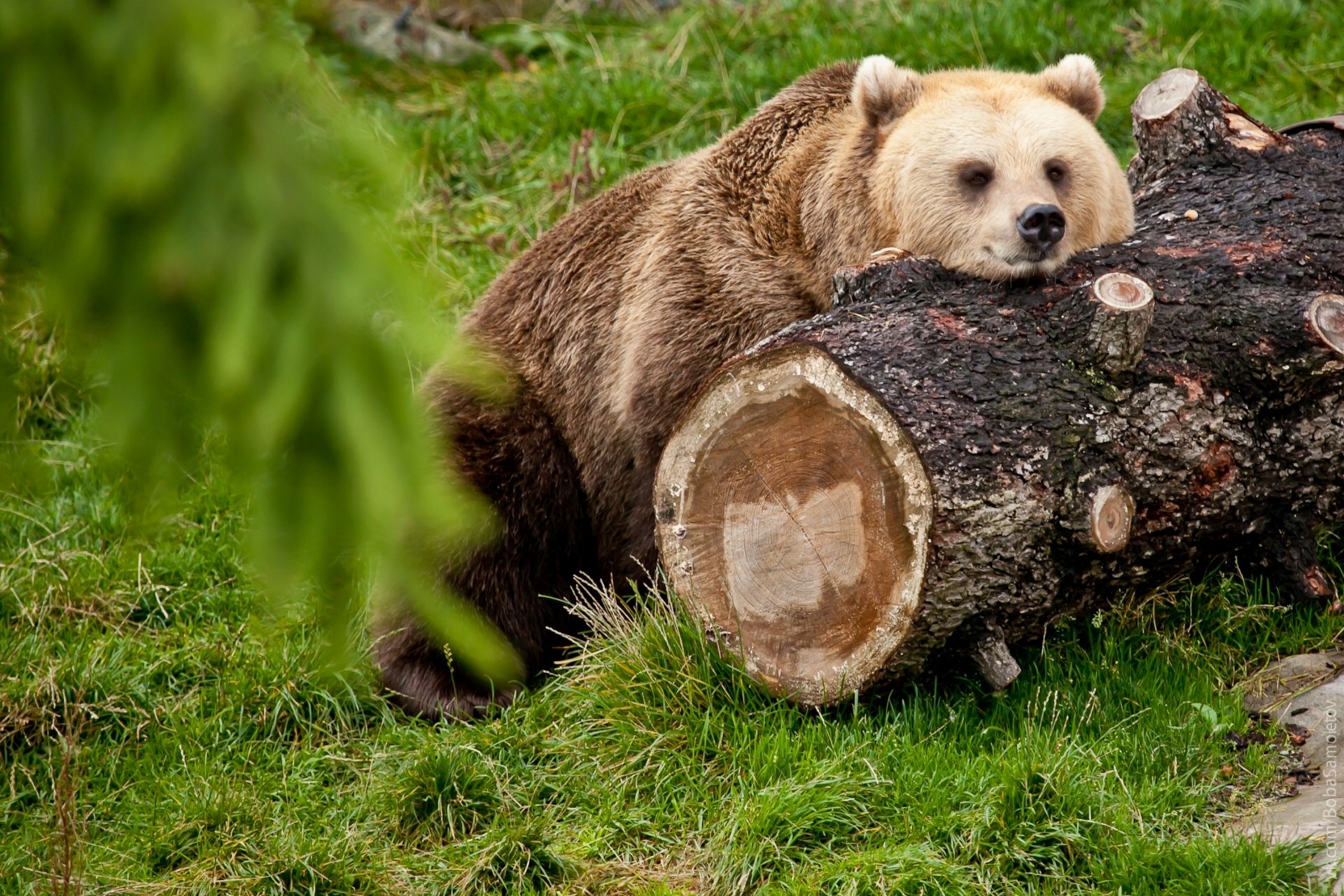 bär baumstamm ruhe