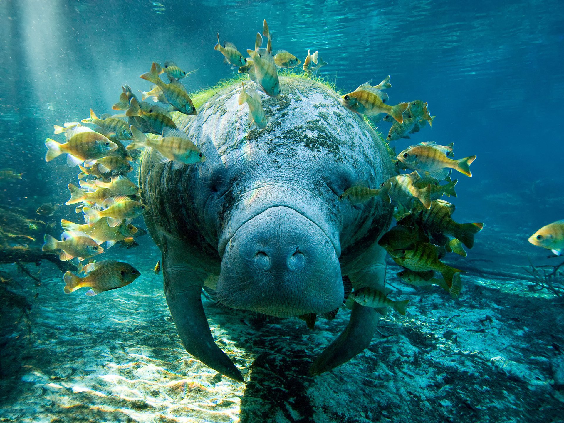 manatee trichechus fish