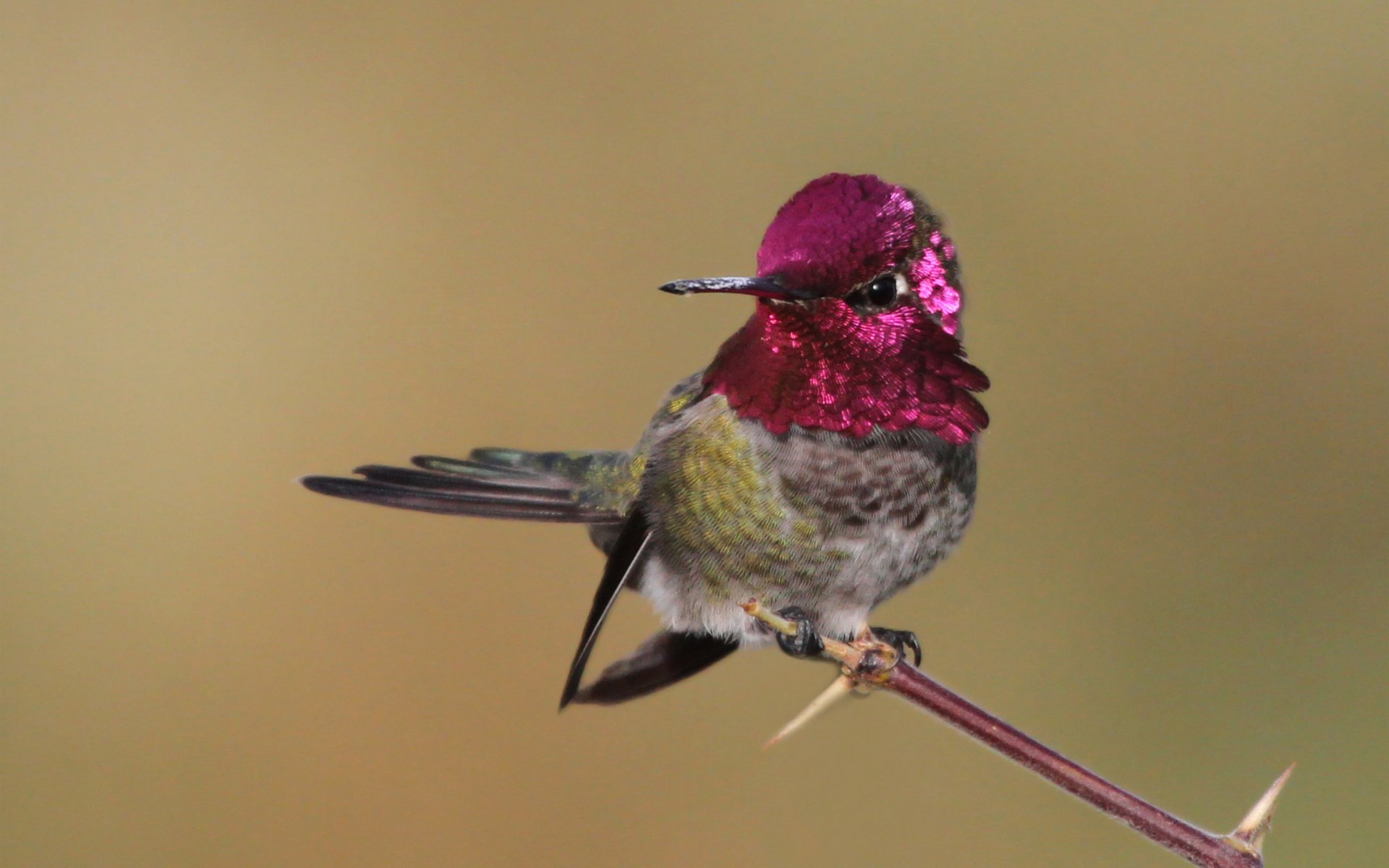 oiseau colibri branche plumage rose