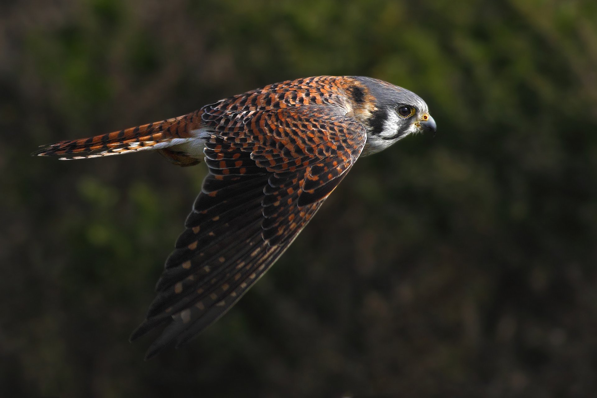 crécerelle oiseau vol ailes battement