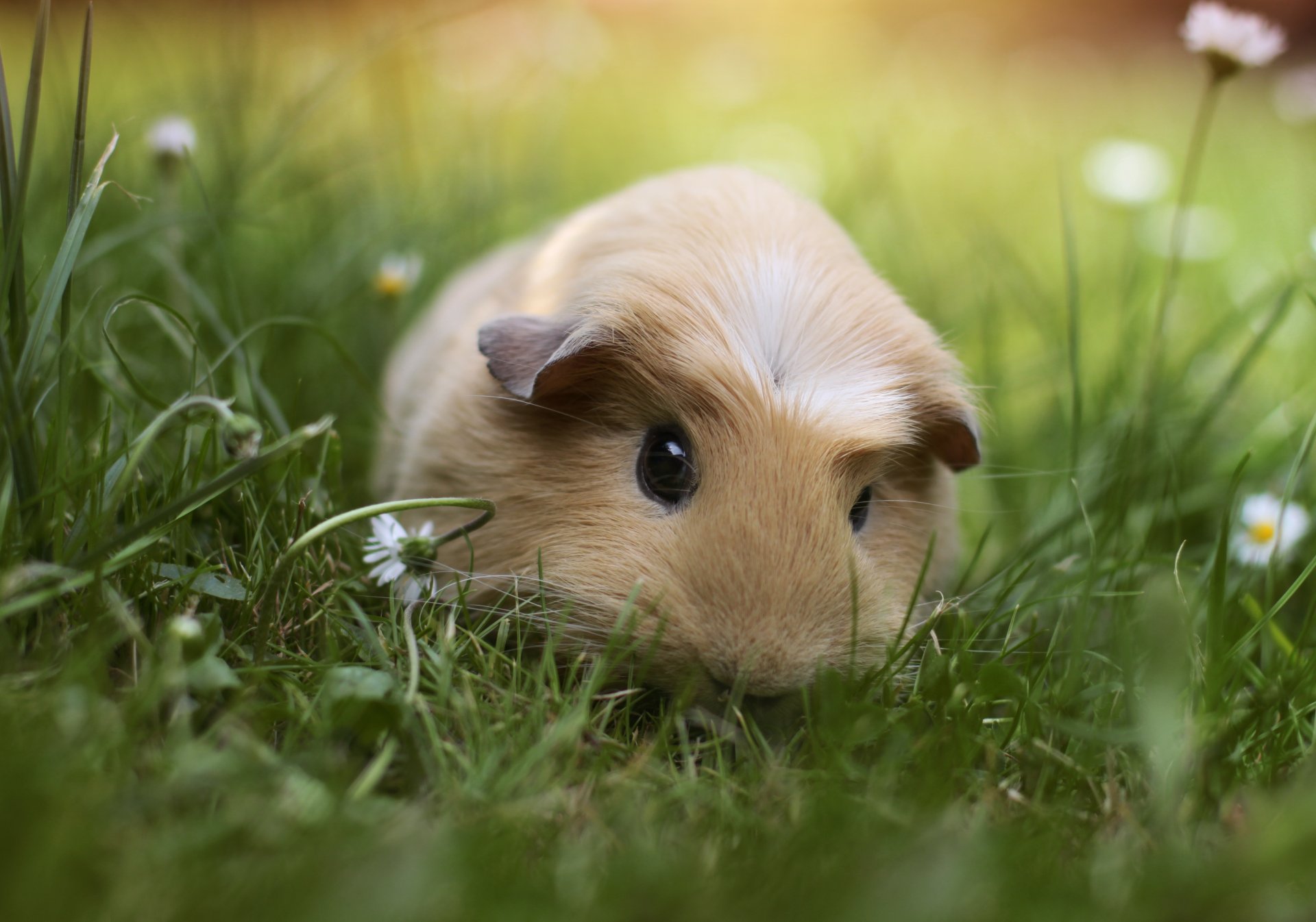 guinea pigs animals gra