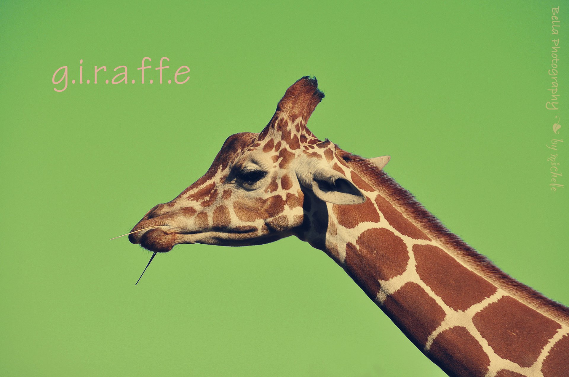 giraffe neck face background inscription