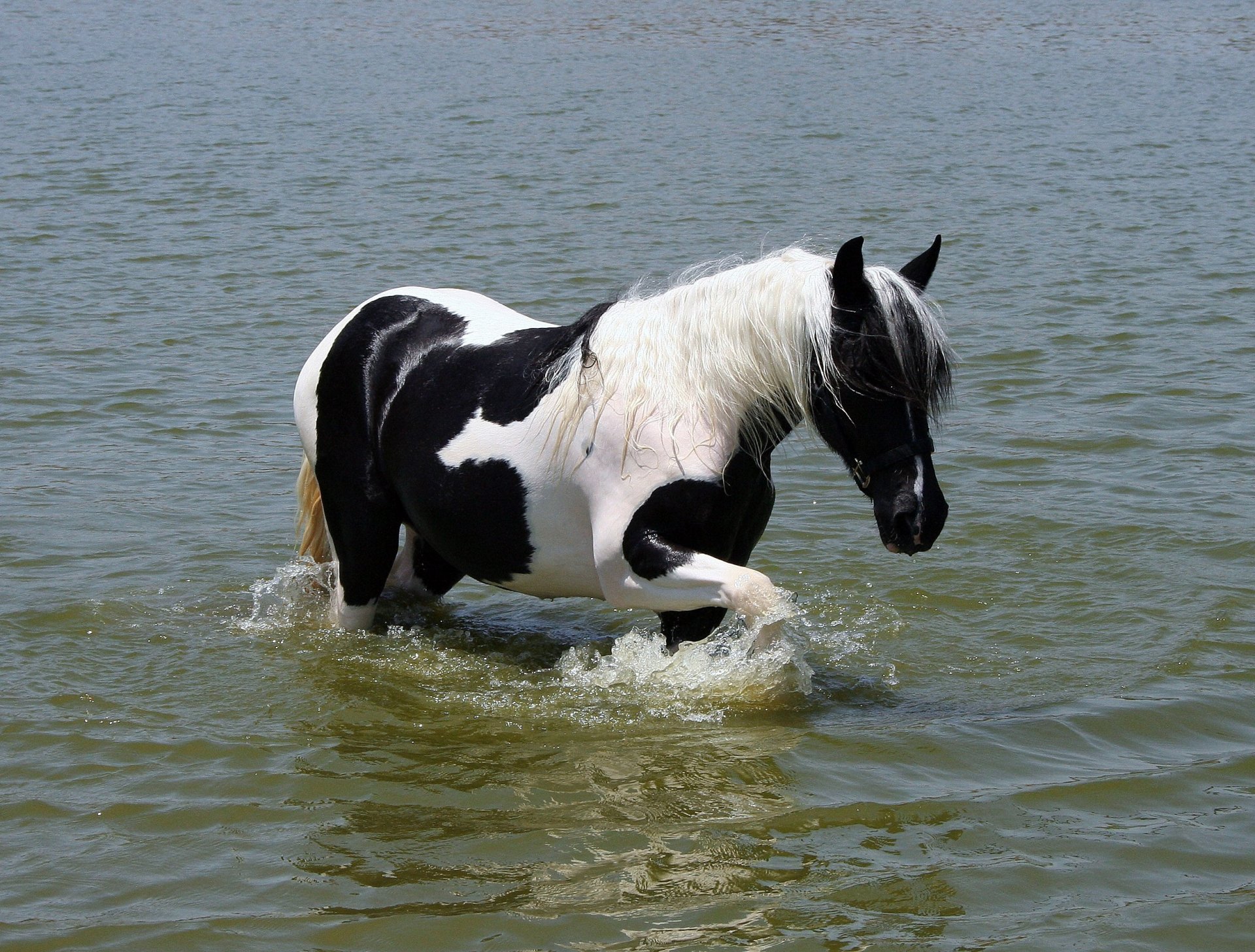 caballo agua melena cola coloración blanco