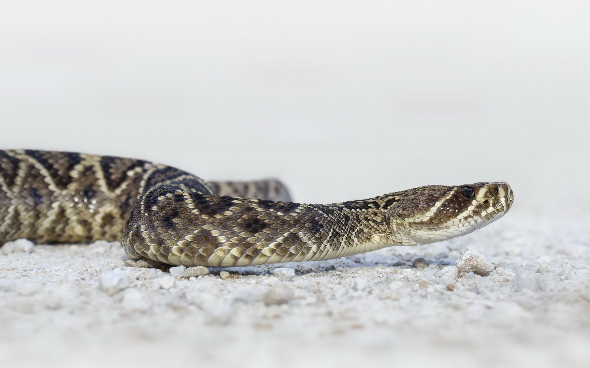 serpiente naturaleza fondo