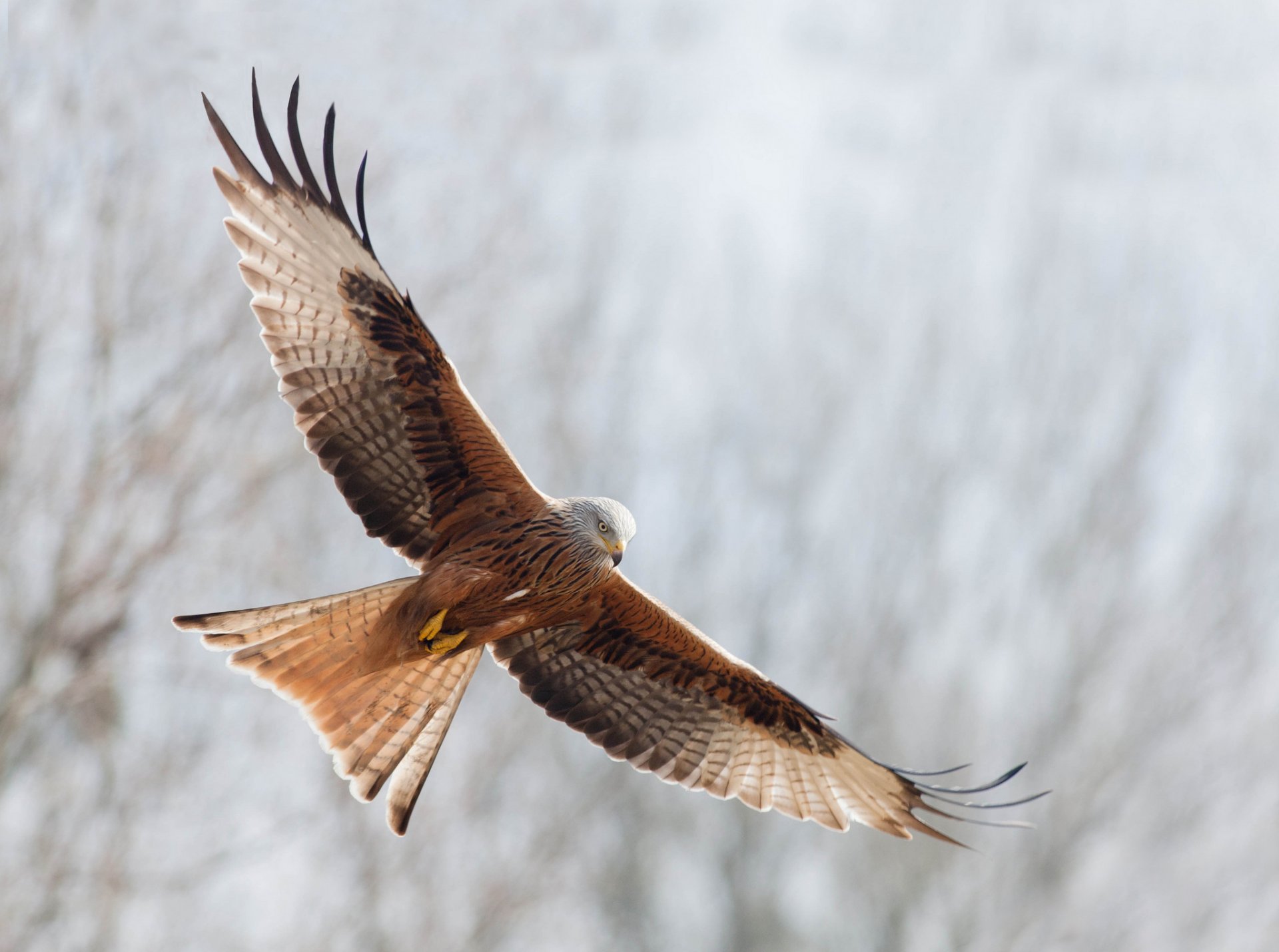 rotkäppchen vogel fliegen freiheit flügel schwingen