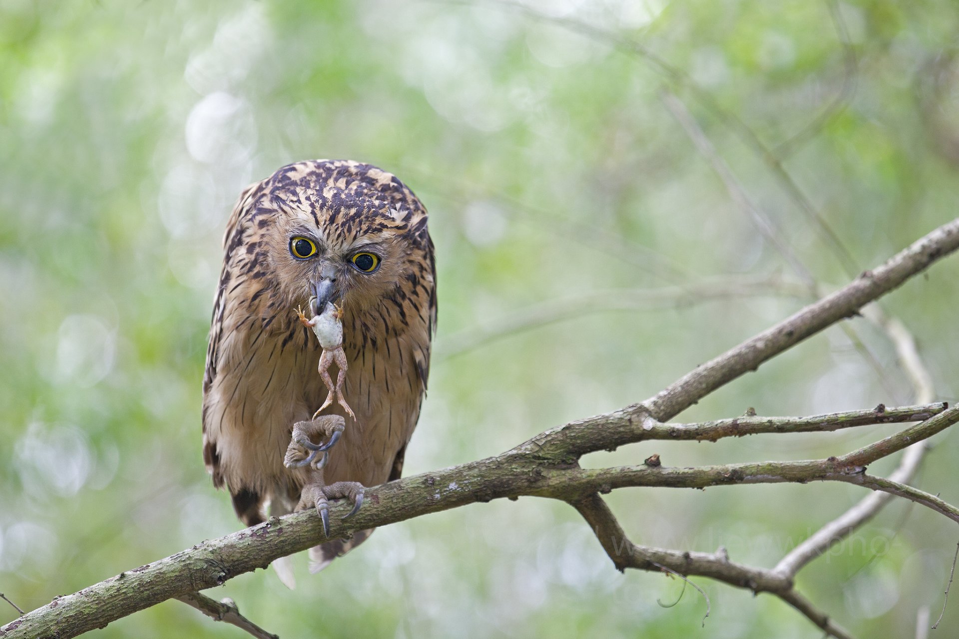 poultry owl killer mining frog branches foliage tree