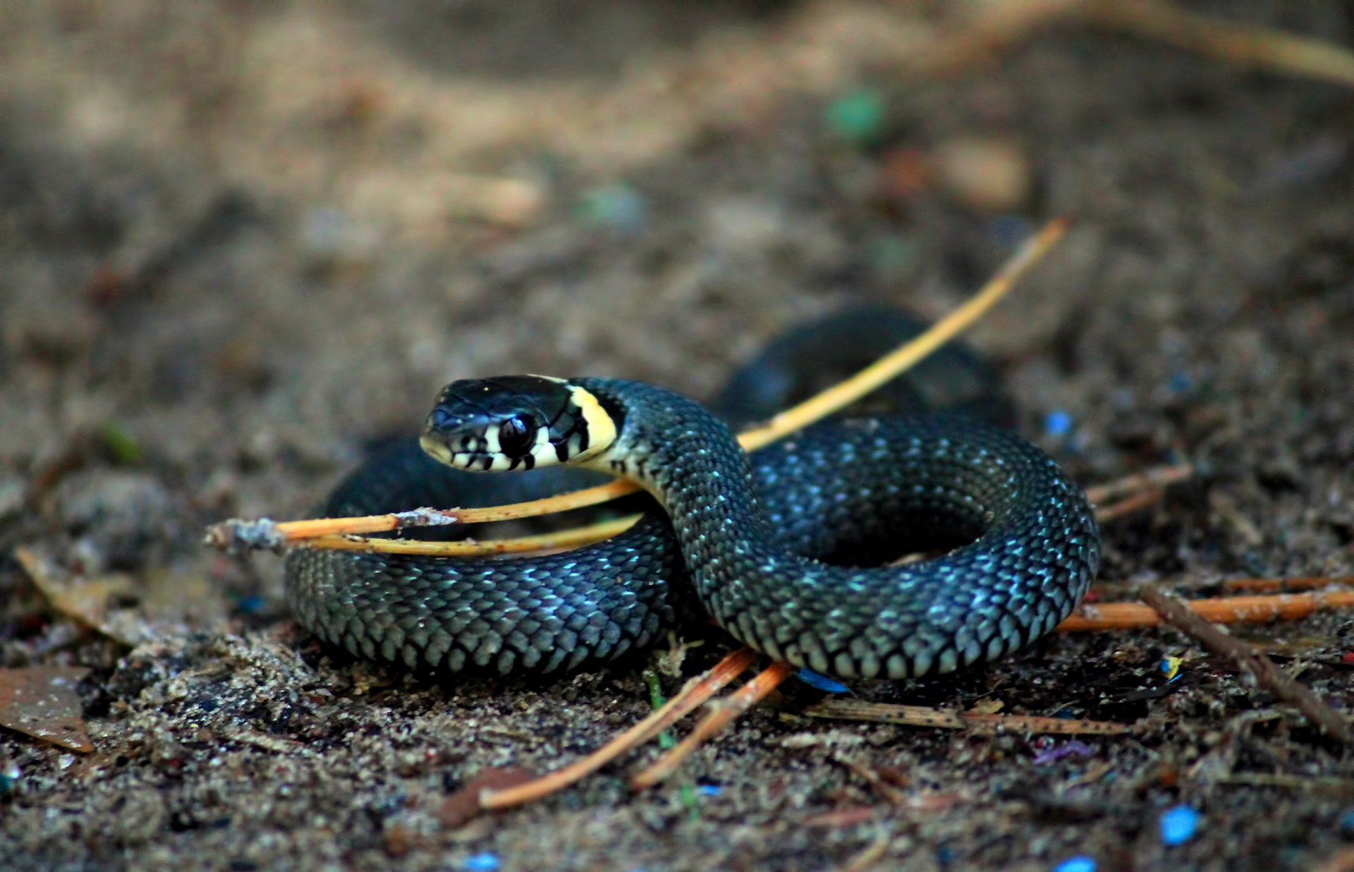 serpent anneaux écailles gros plan