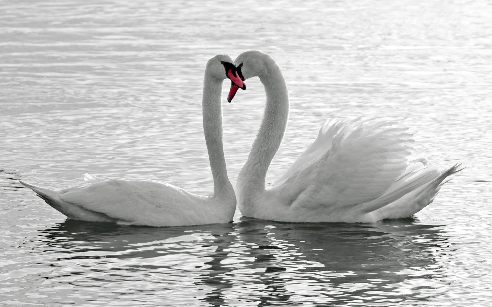 pájaros cisnes agua blanco amor