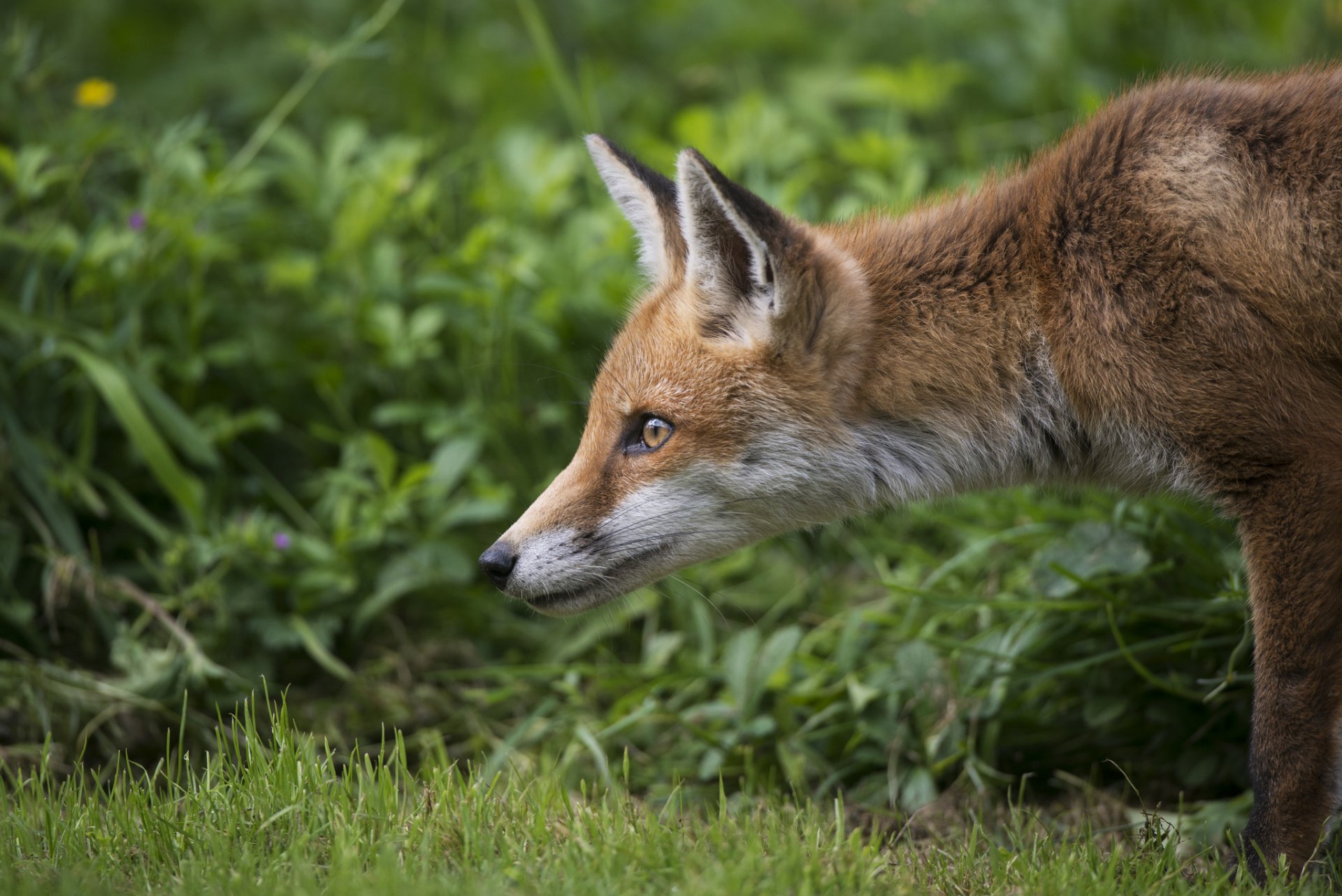 fox fox cub red muzzle ears greenery gra