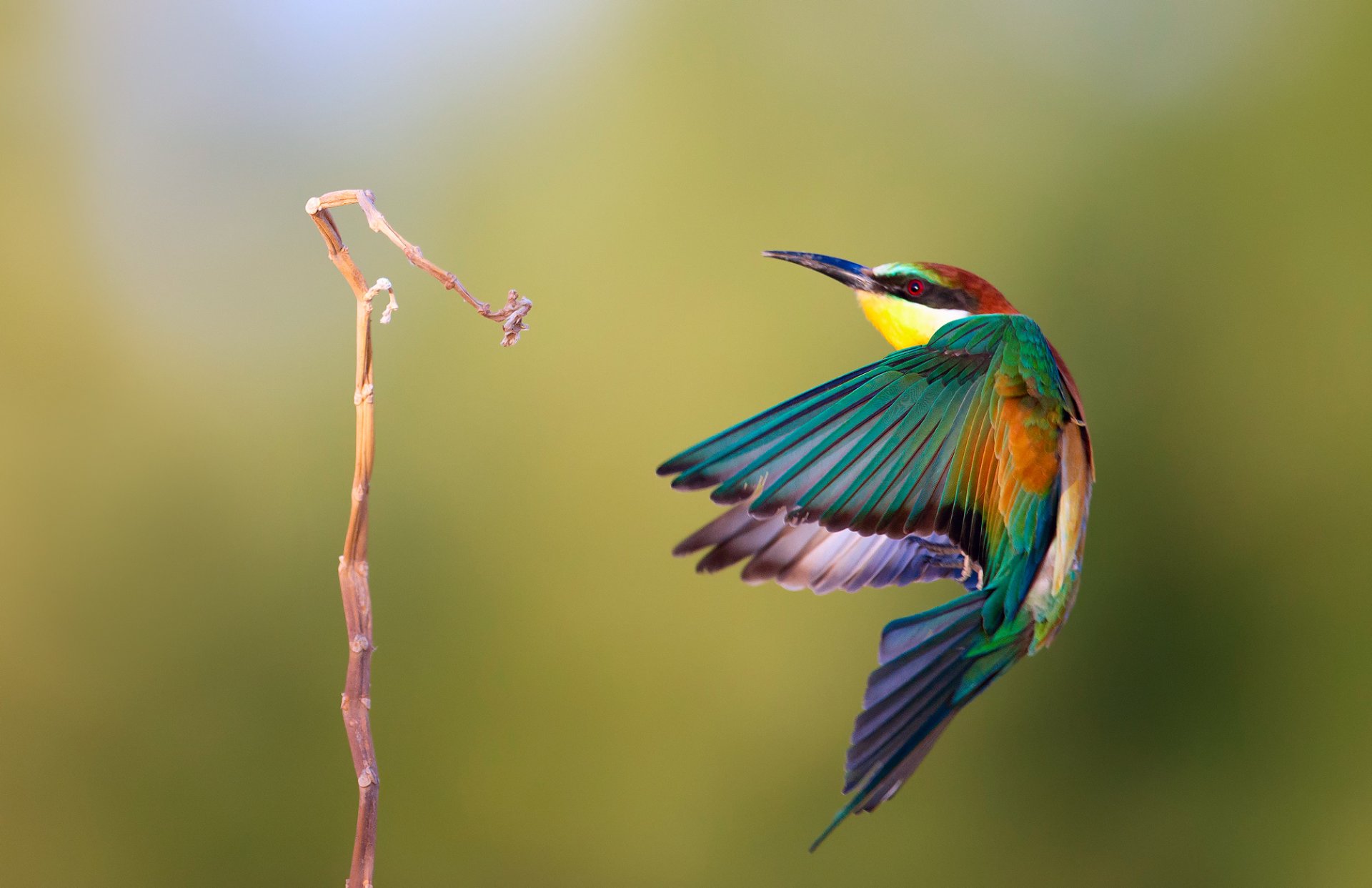 poultry pcheloedka golden bee-eater branch by alkassim