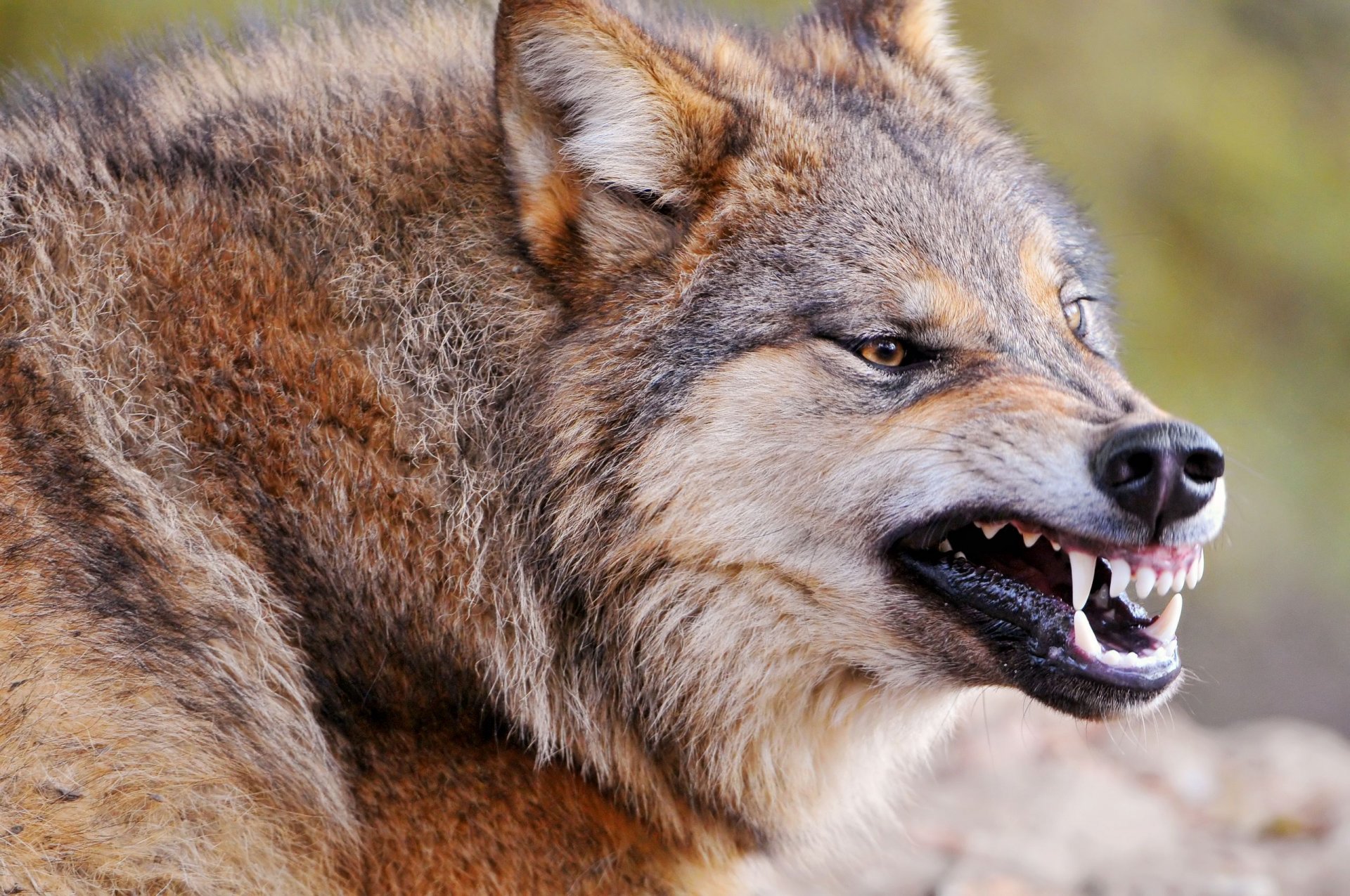 wolf the beast sanitation predator grin fangs anger