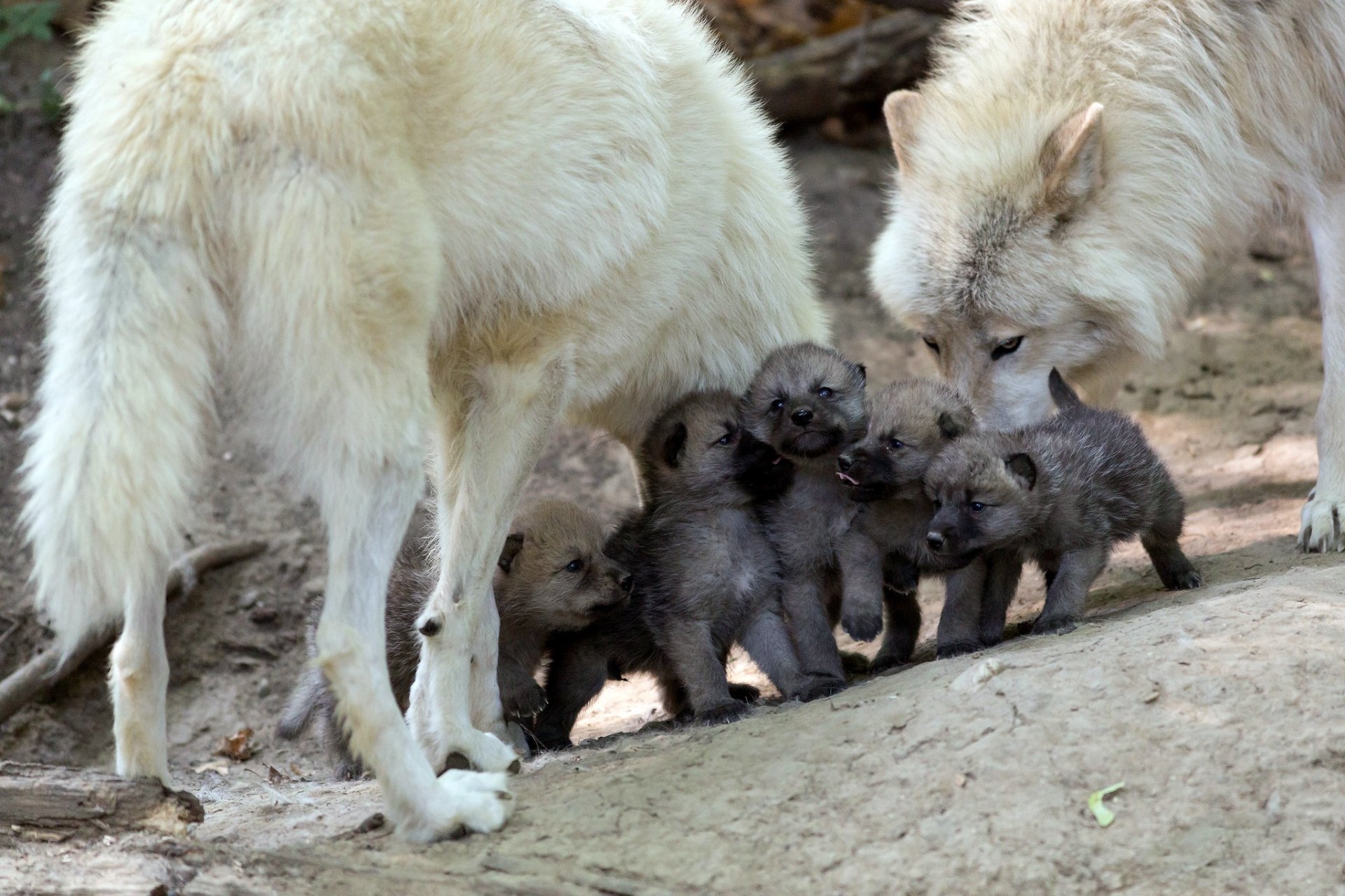 familia lobo loba loba niños pequeños descendencia