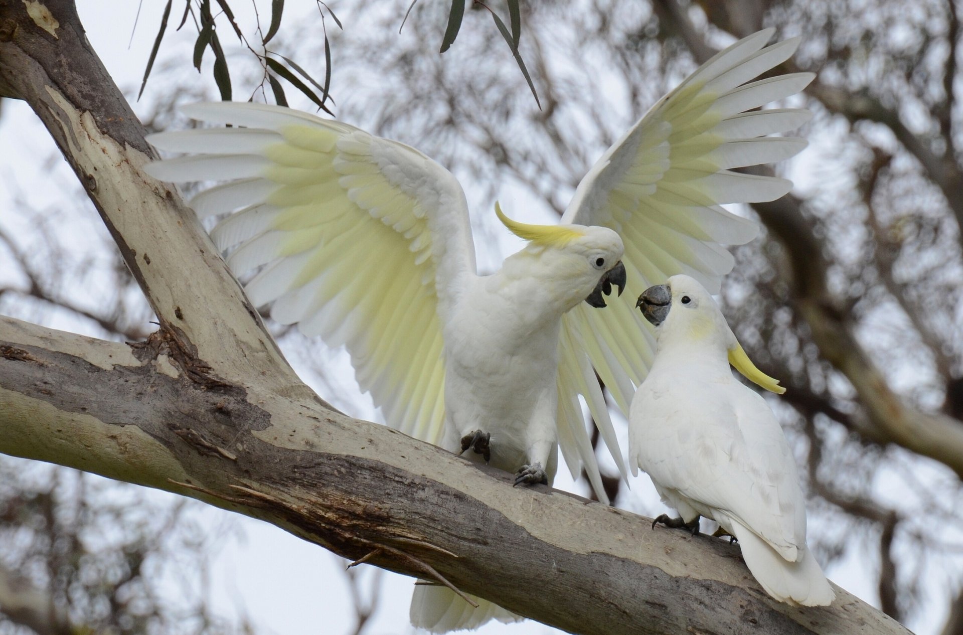 gran cacatúa de ojos amarillos loro aves rama