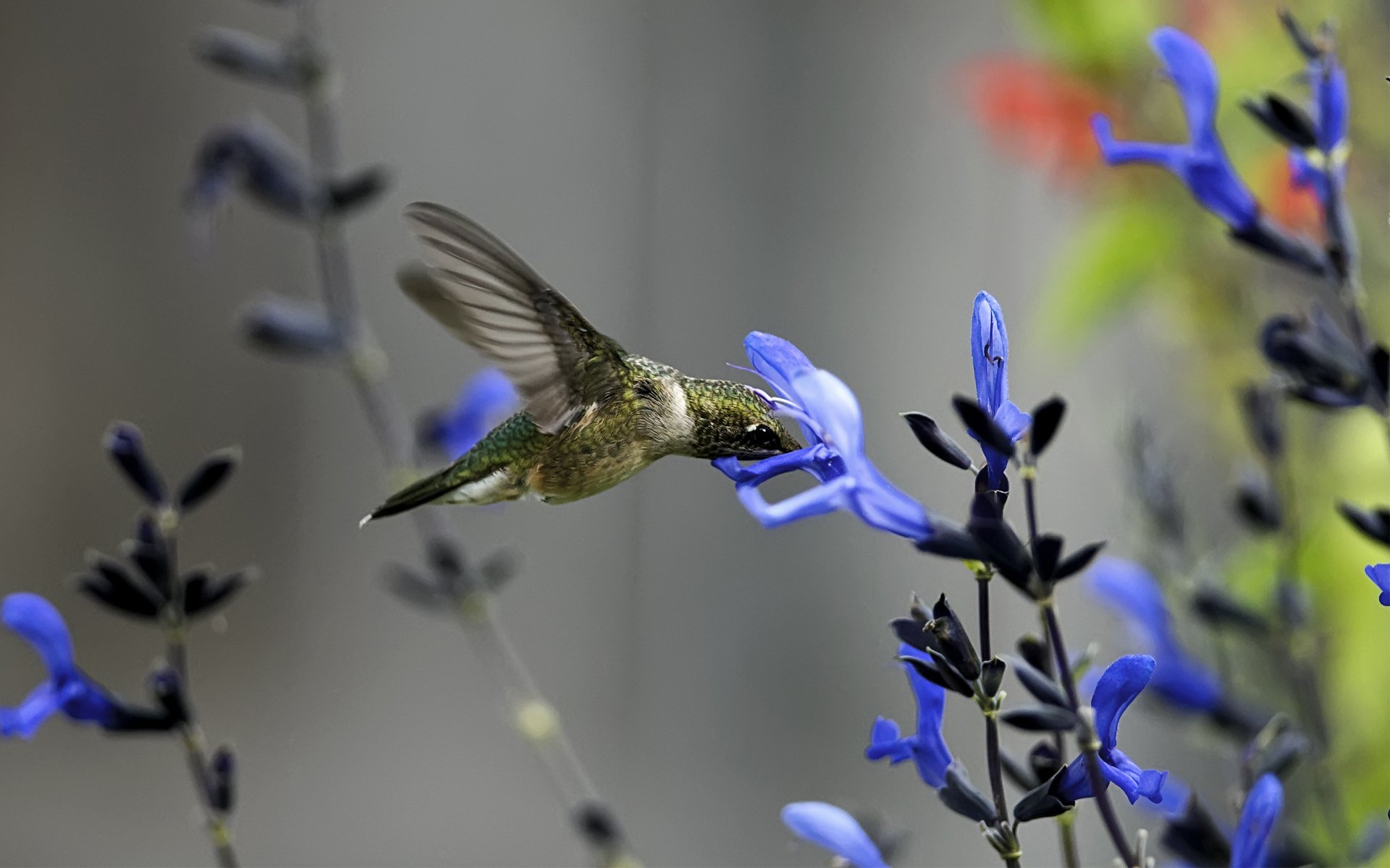 macro uccello colibrì fiore blu campo