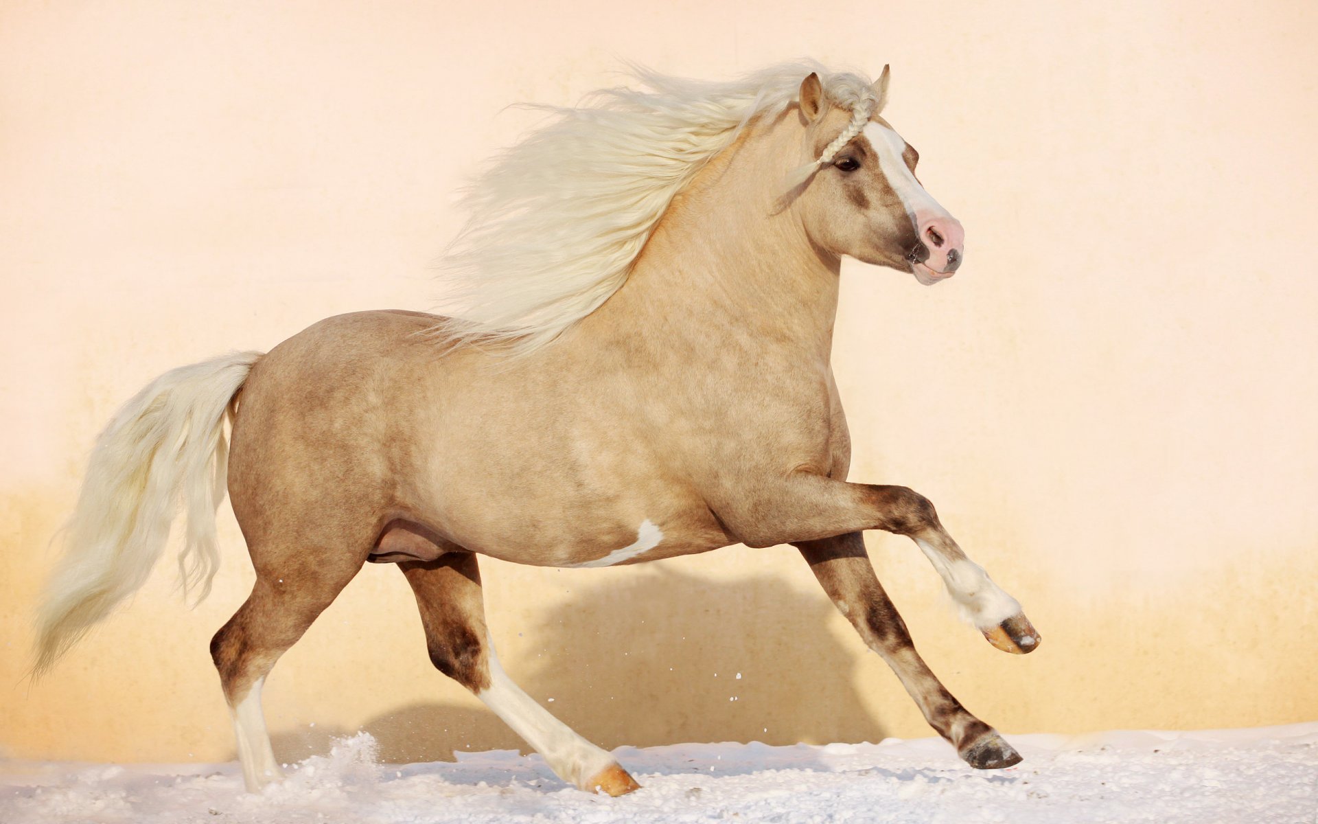 caballo caballo semental potro melena animales hermoso naturaleza nieve invierno