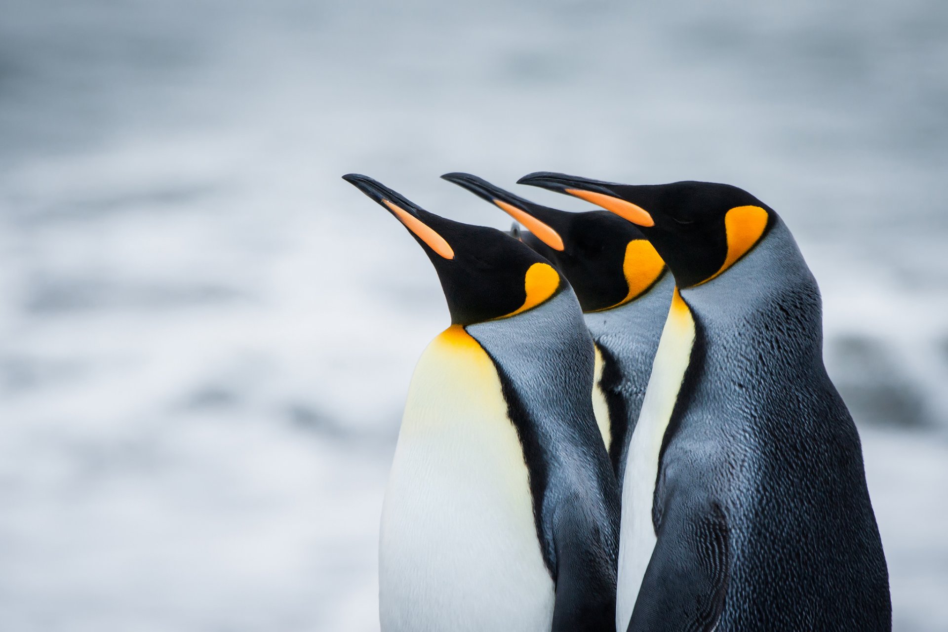 pinguini reali antartico georgia del sud