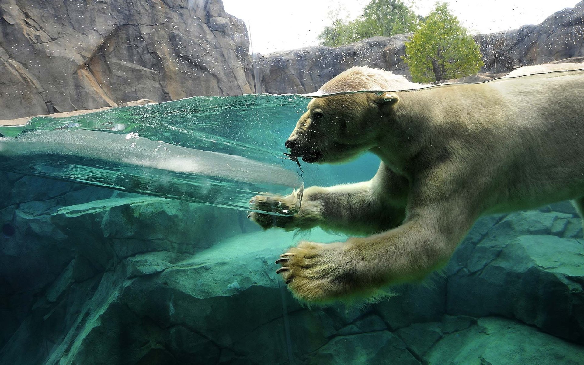 polar bear dives water rock