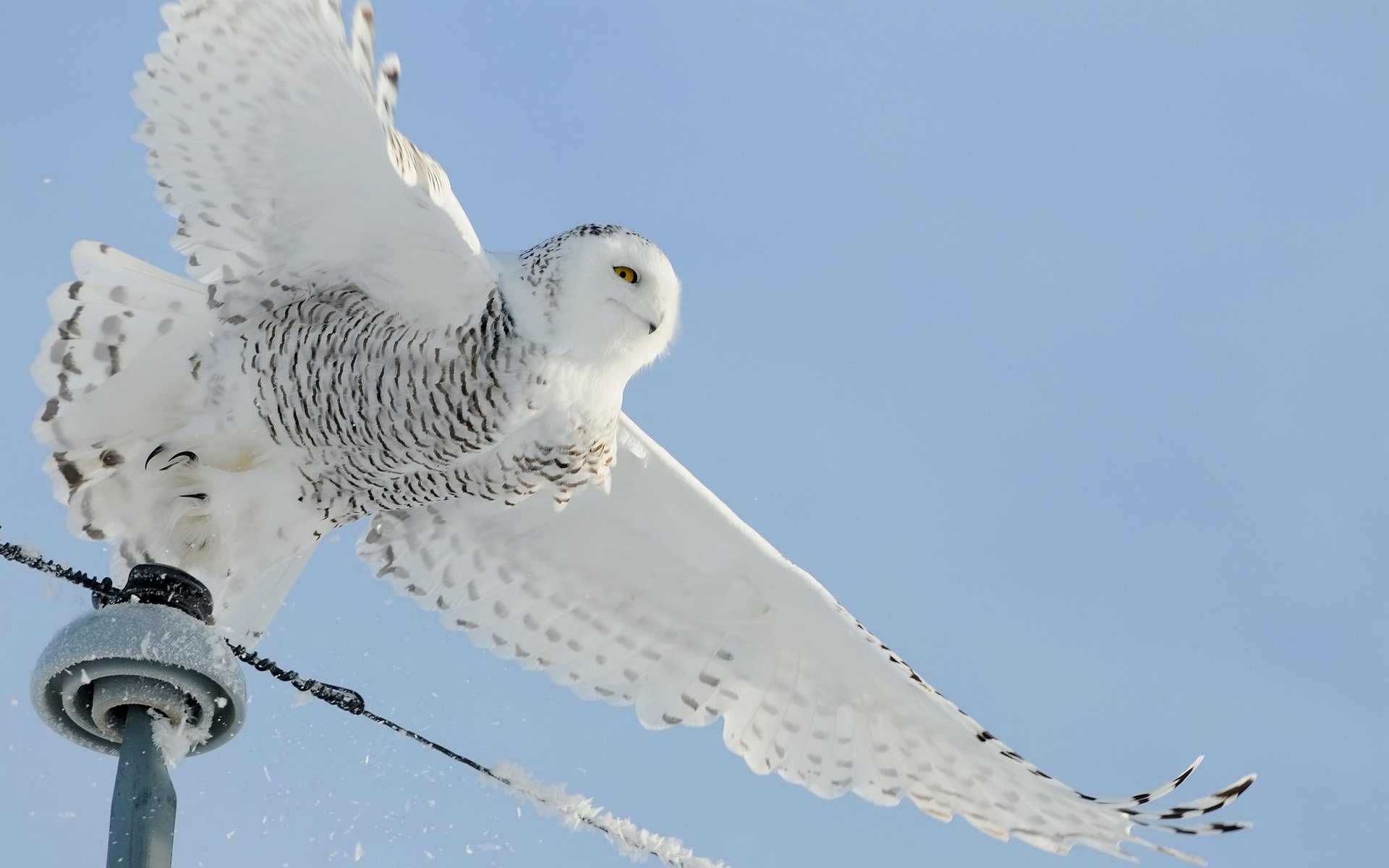 búho pájaro alambre blanco nieve línea de transmisión