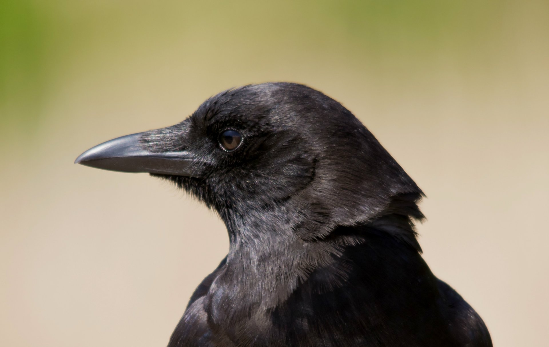 pájaro cuervo vista perfil