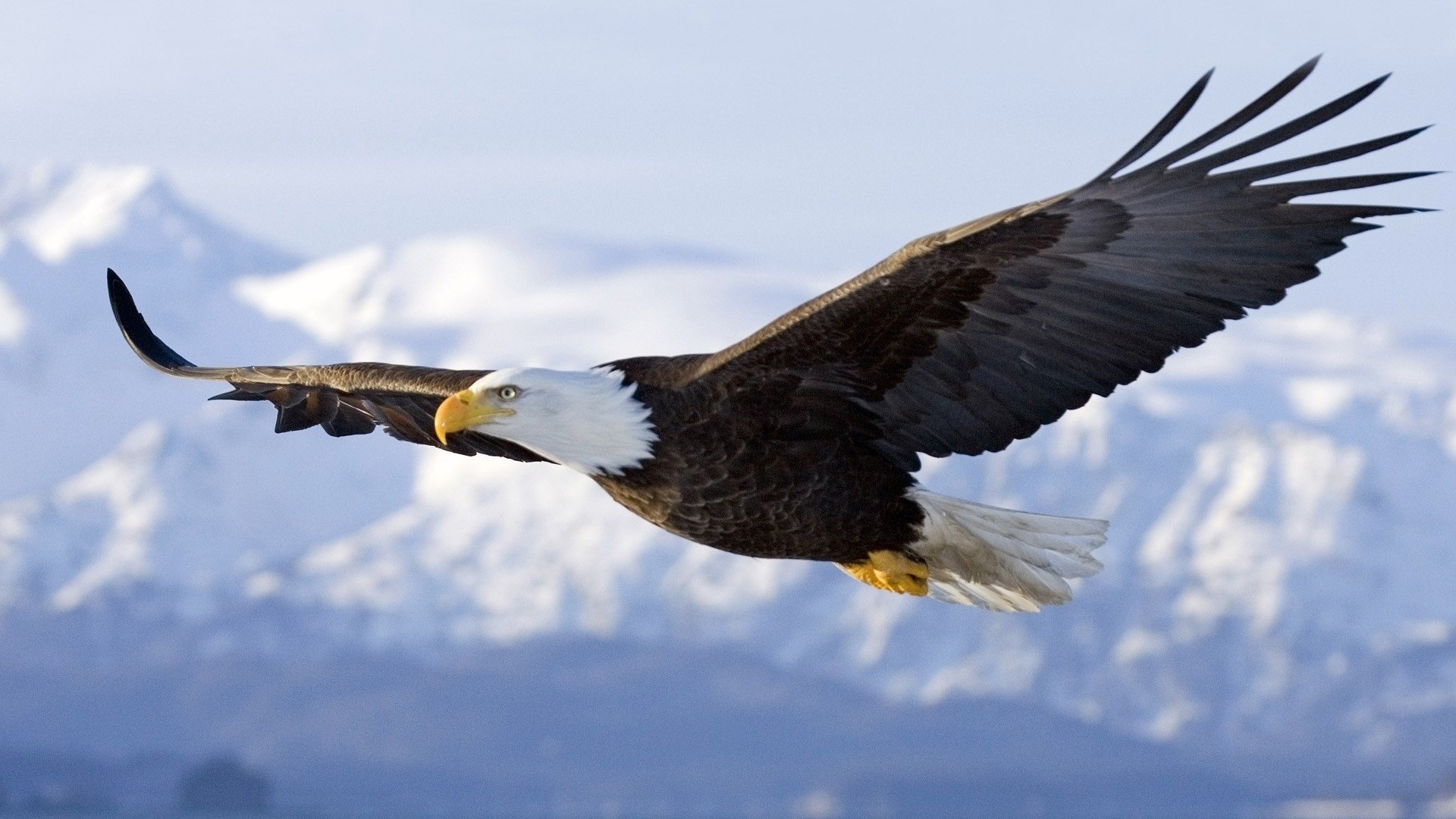 oiseau aigle art déchire vole ciel ailes