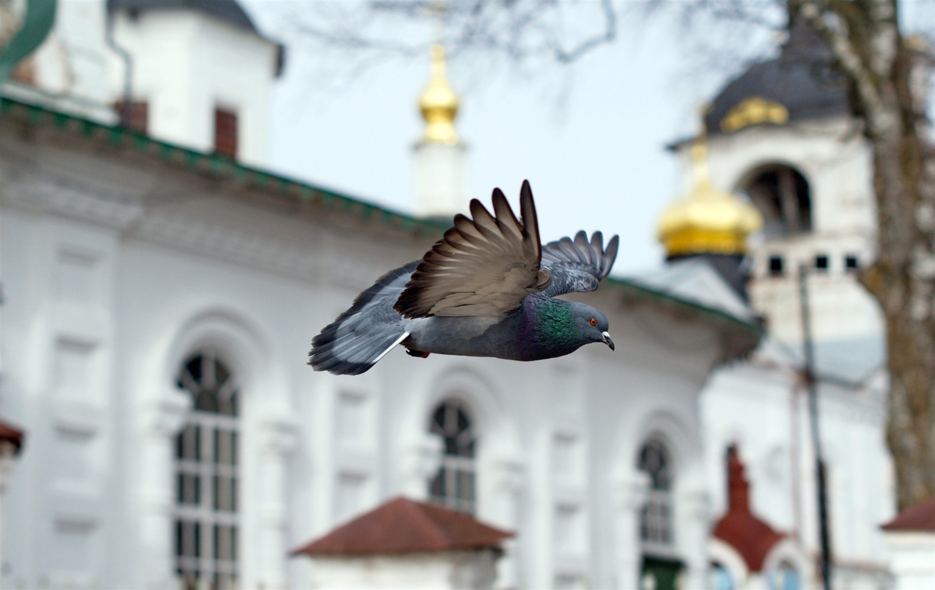 птица голубь храм церковь часовня