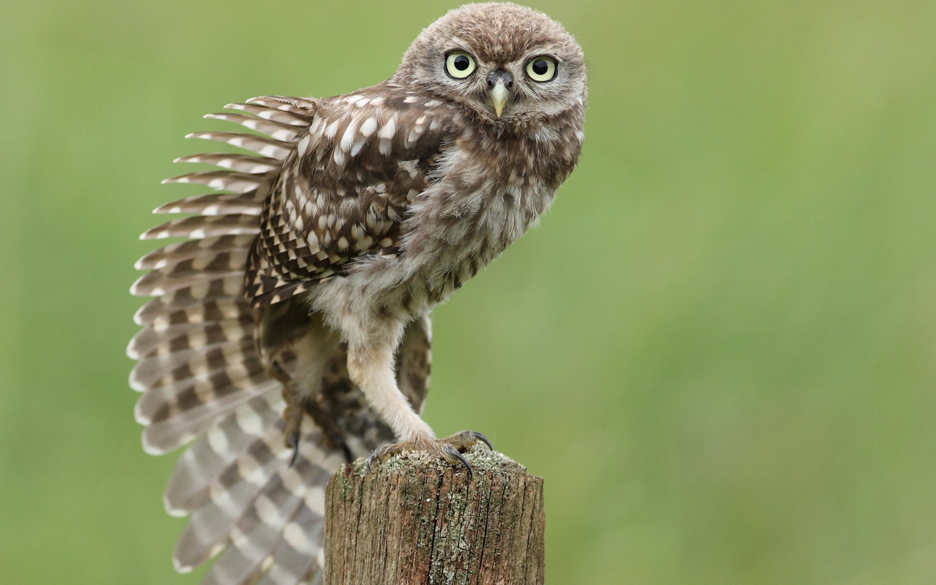 owl poultry stump sitting stretches wing feather