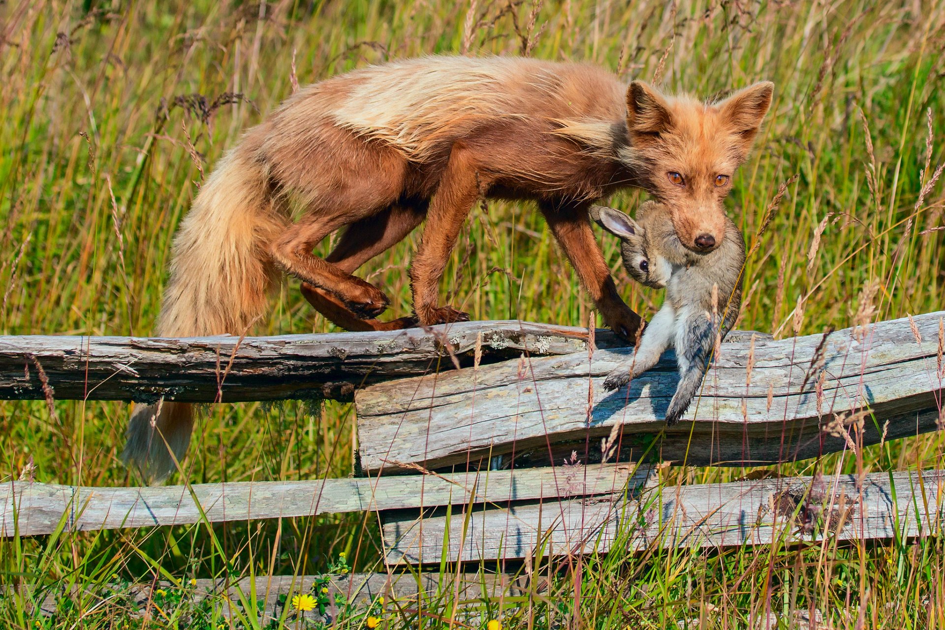 fuchs beute hase zaun gras