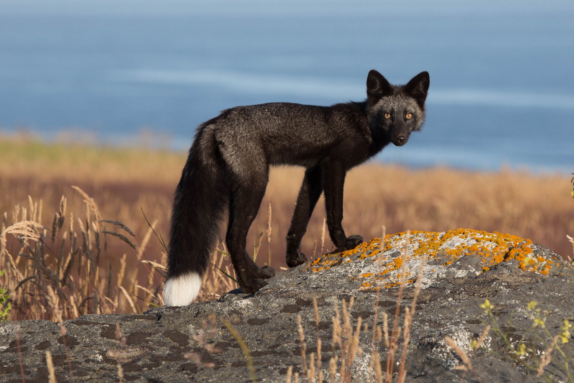 fuchs fuchs schaut schwanz weiß