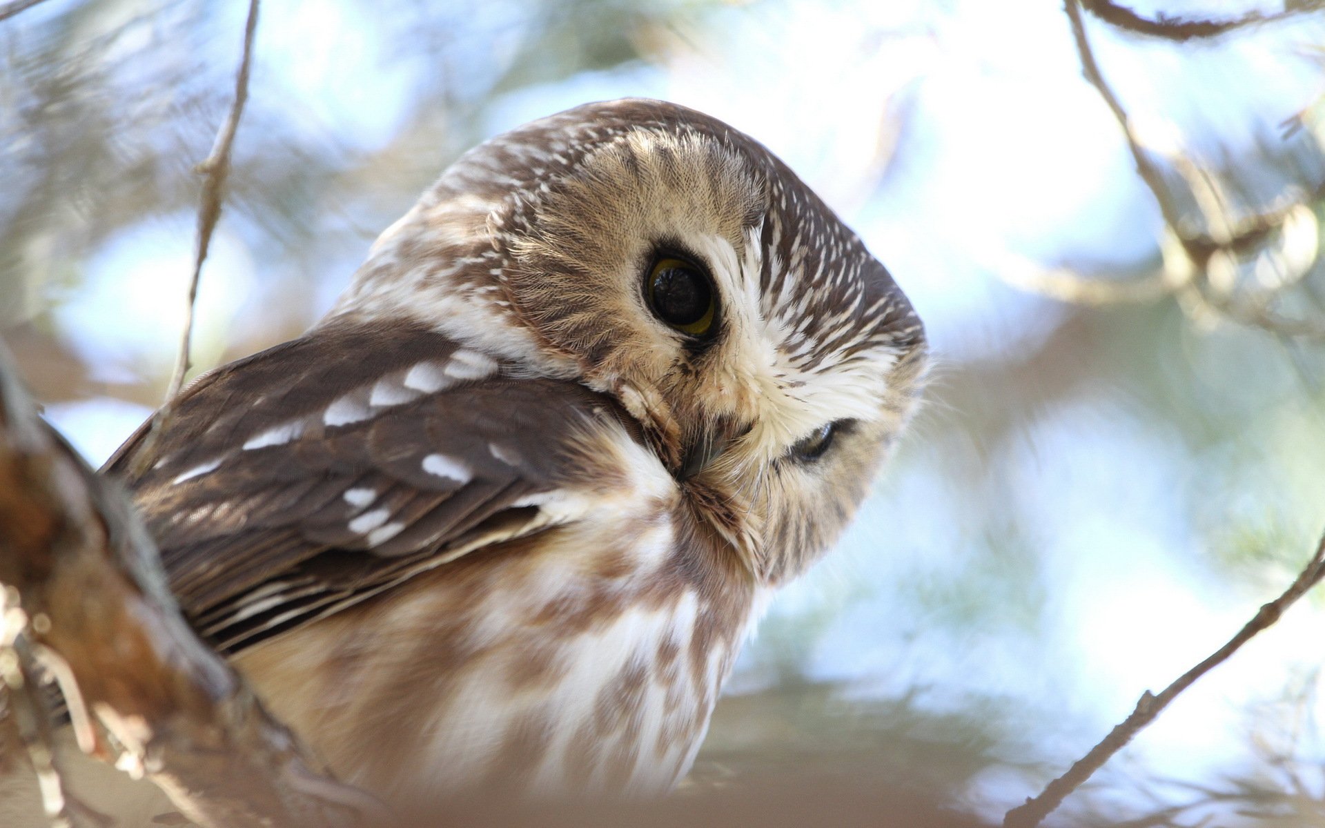 hibou nature fond