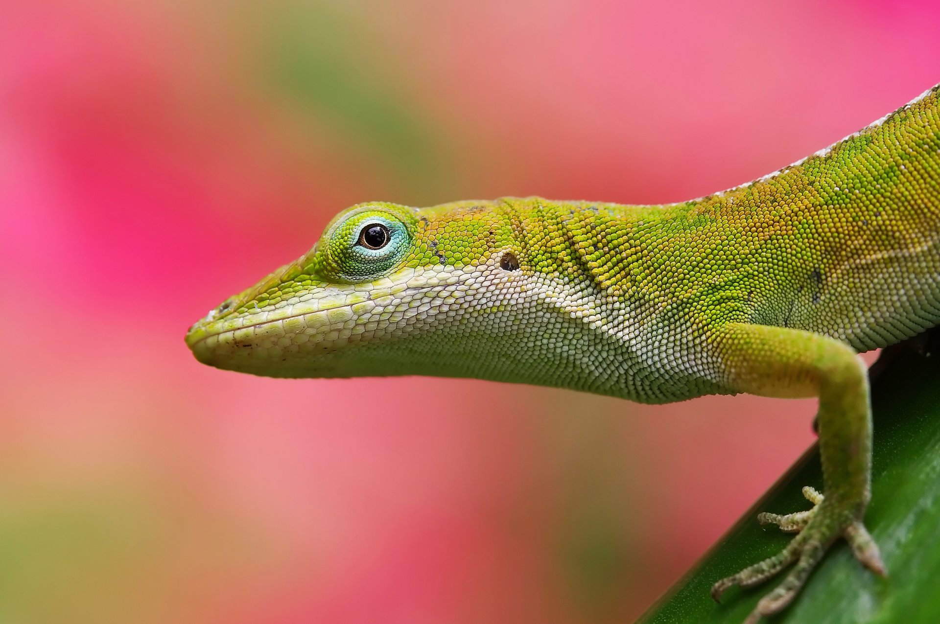 lagarto fondo rosa verde