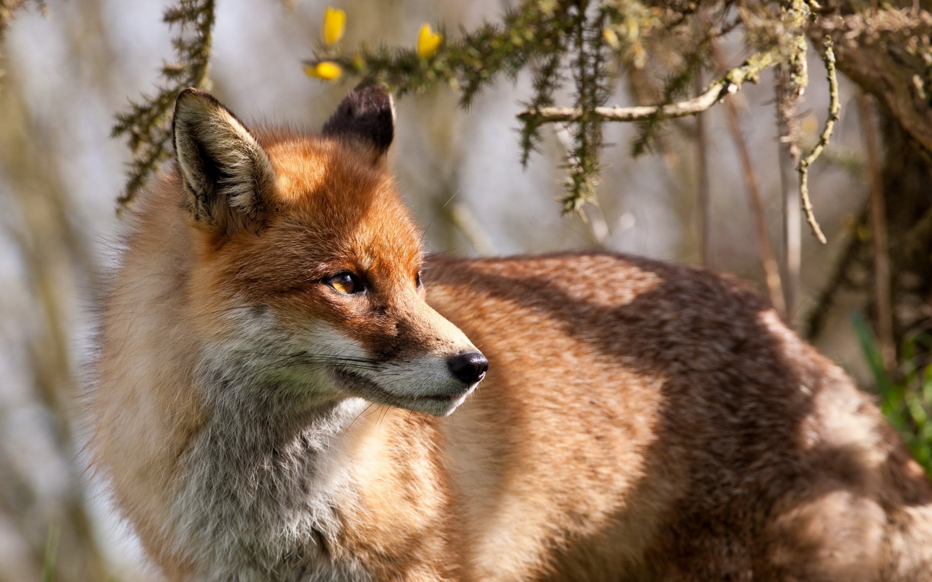 fox nature background