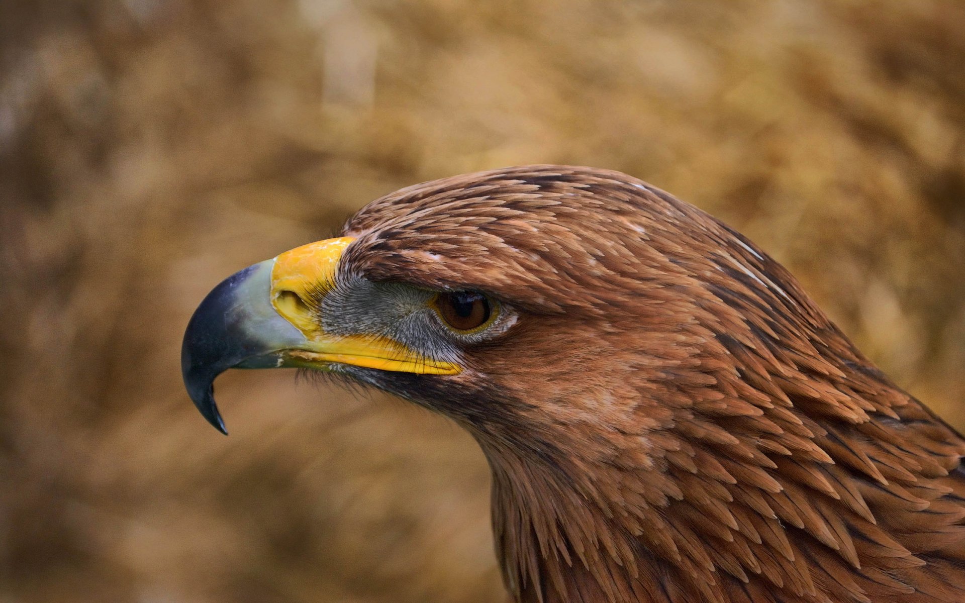 pájaro águila ojo vista pico plumas