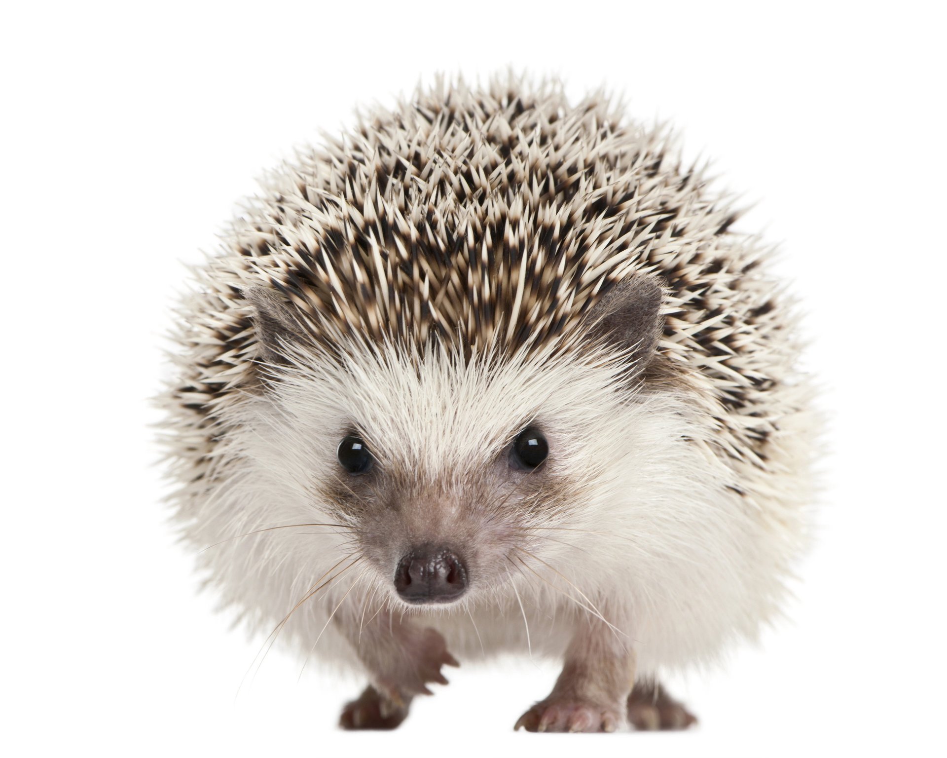 säugetiere igel augen maulkorb stacheln weißer hintergrund