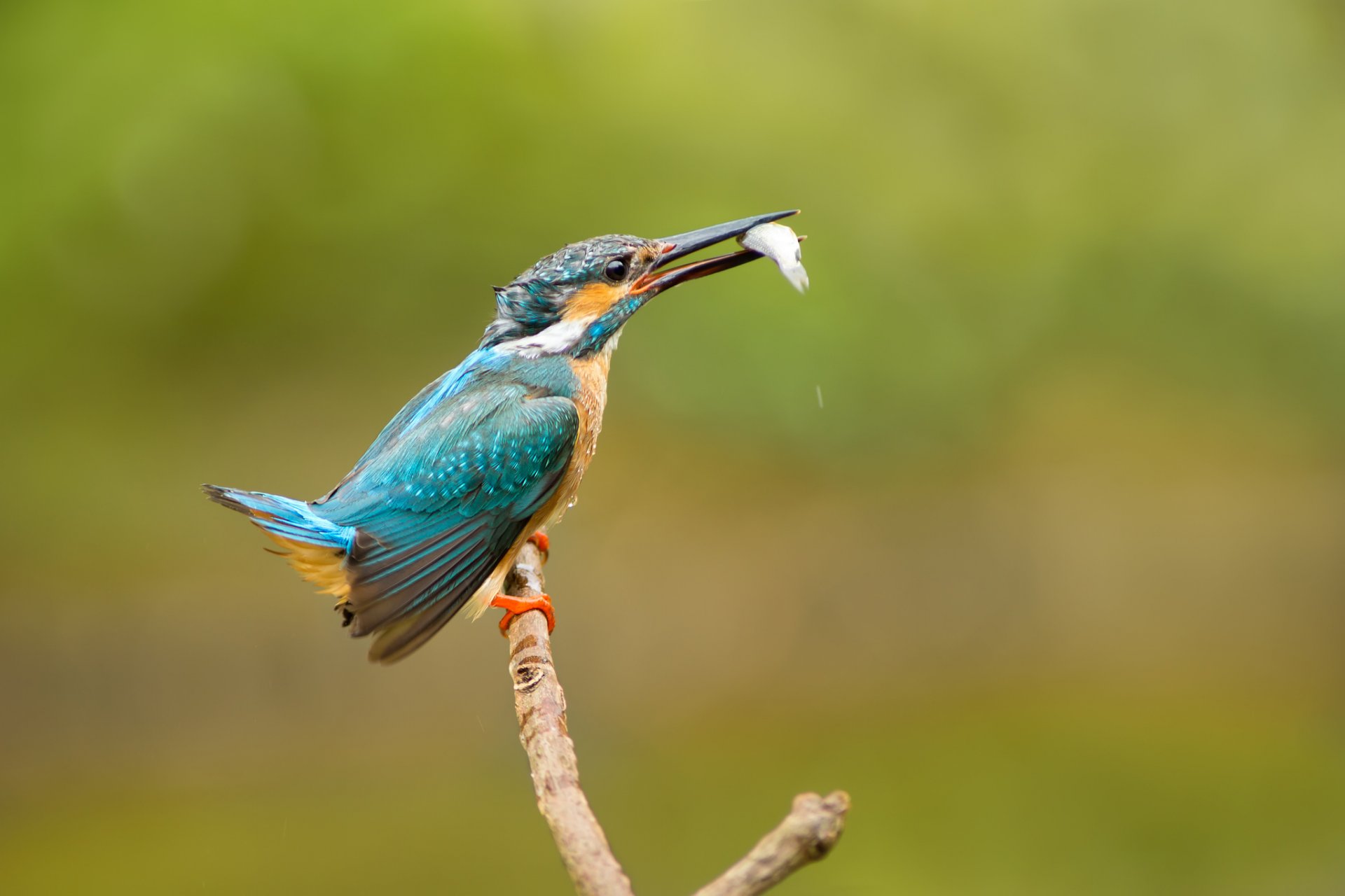 ave martín pescador común alcedo atthis martín pescador captura pescado rama