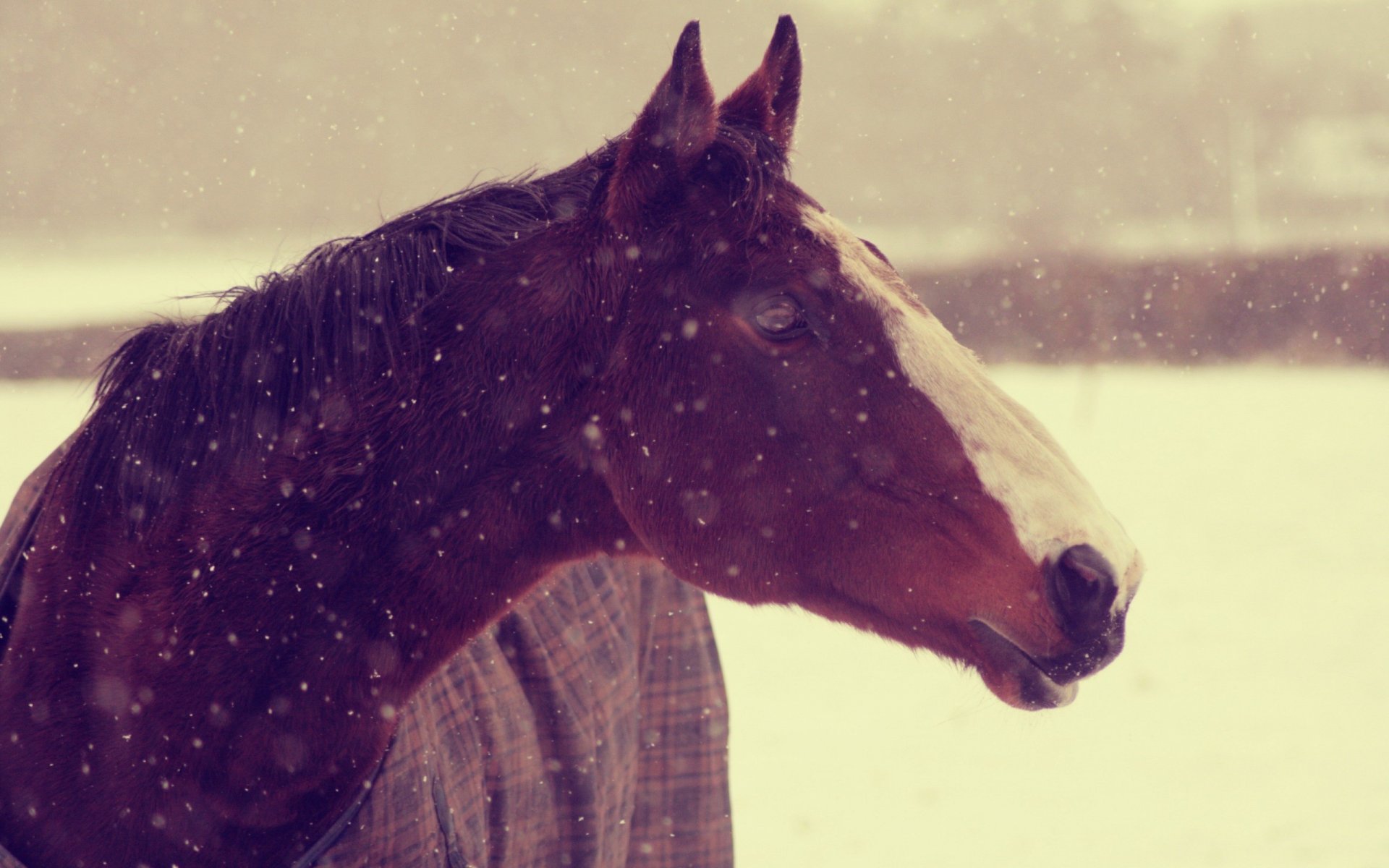 animales caballo caballo hocico nieve invierno fondo fondo de pantalla