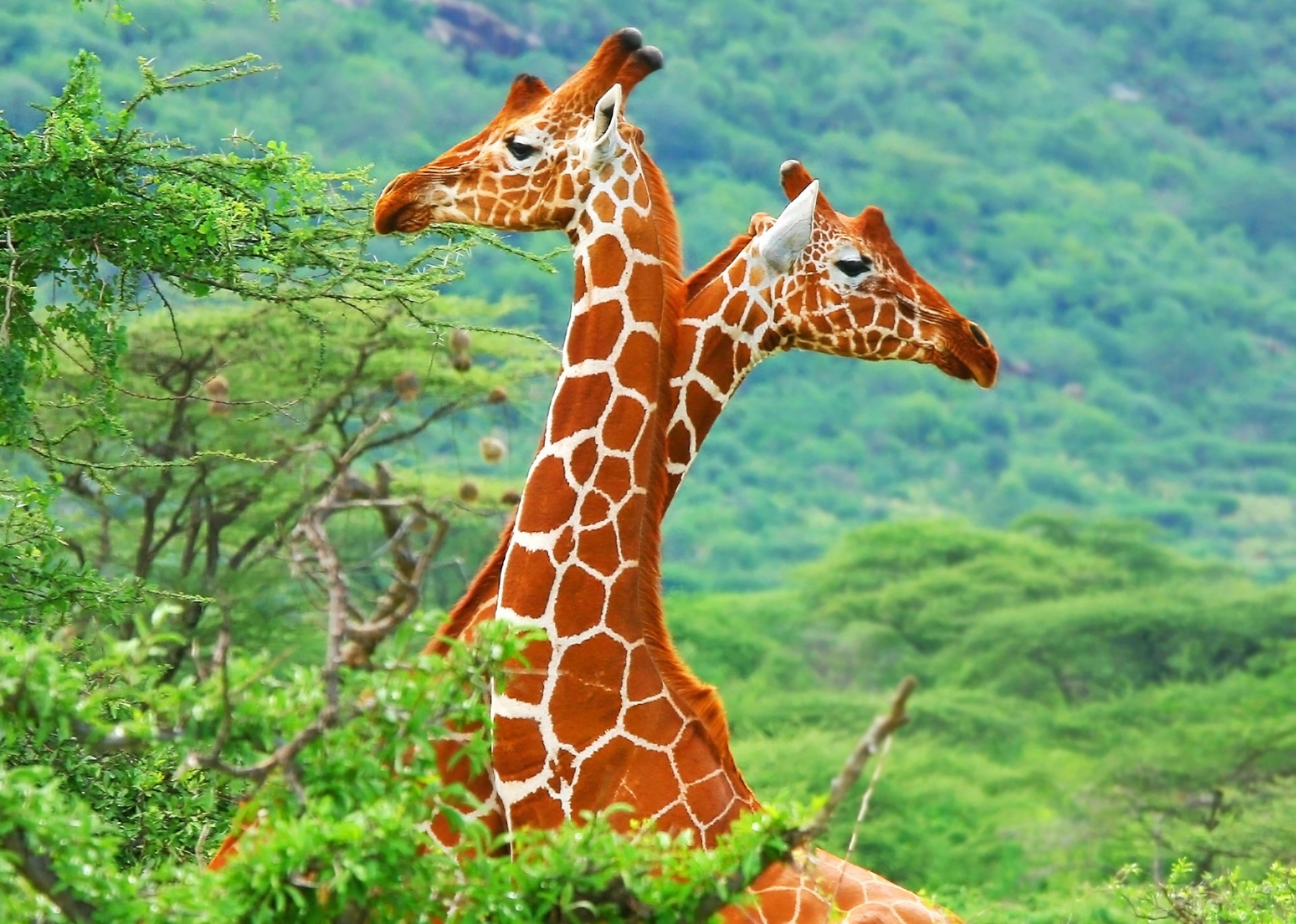 afrika savanne giraffen