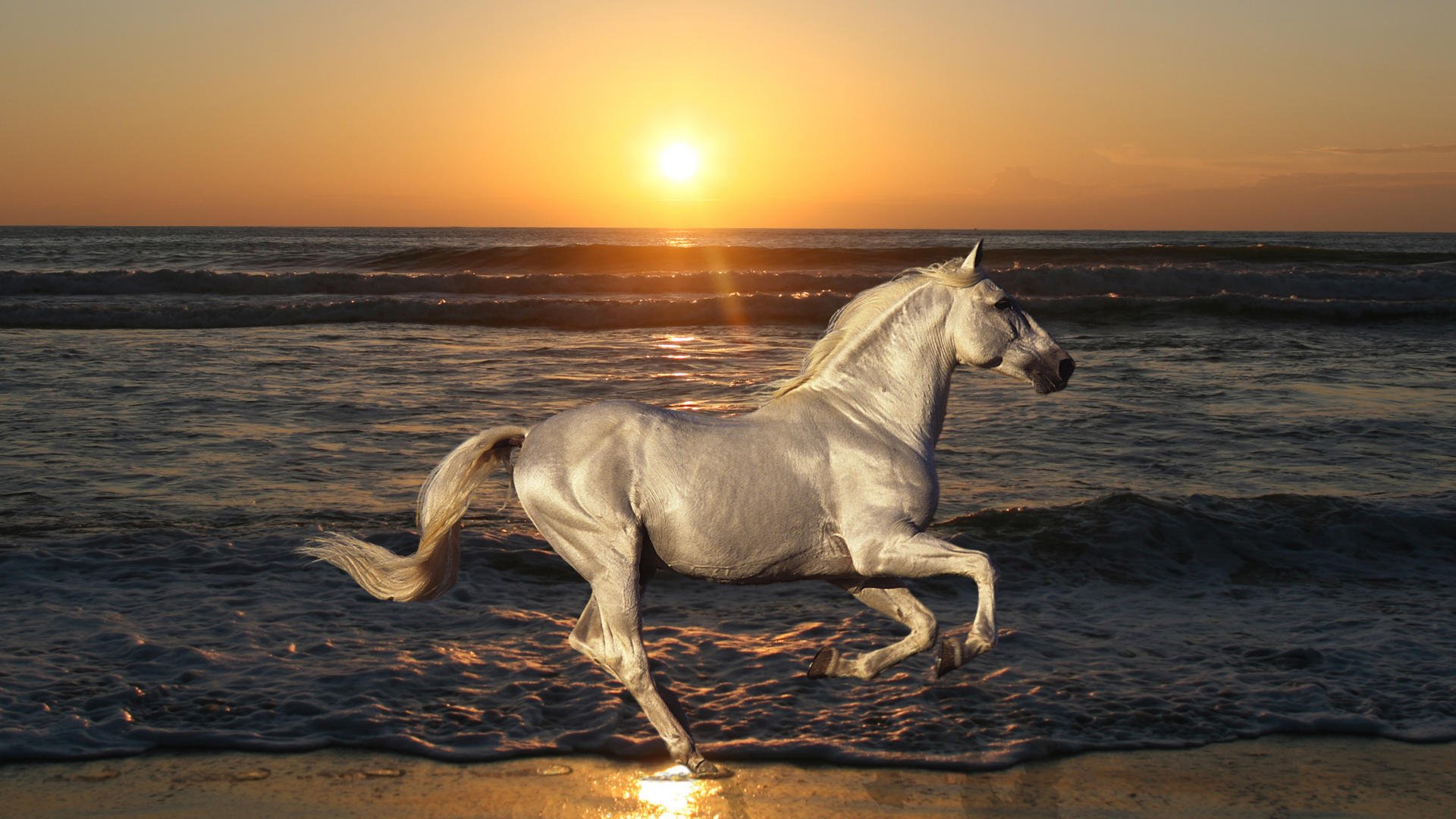 pferd pferd hengst springen natur tiere meer ozean strand sand welle wasser sonne sonnenuntergang dämmerung