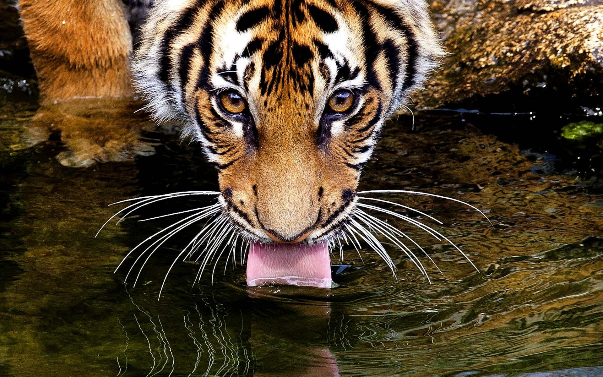 tigre boit eau langue moustache yeux regard