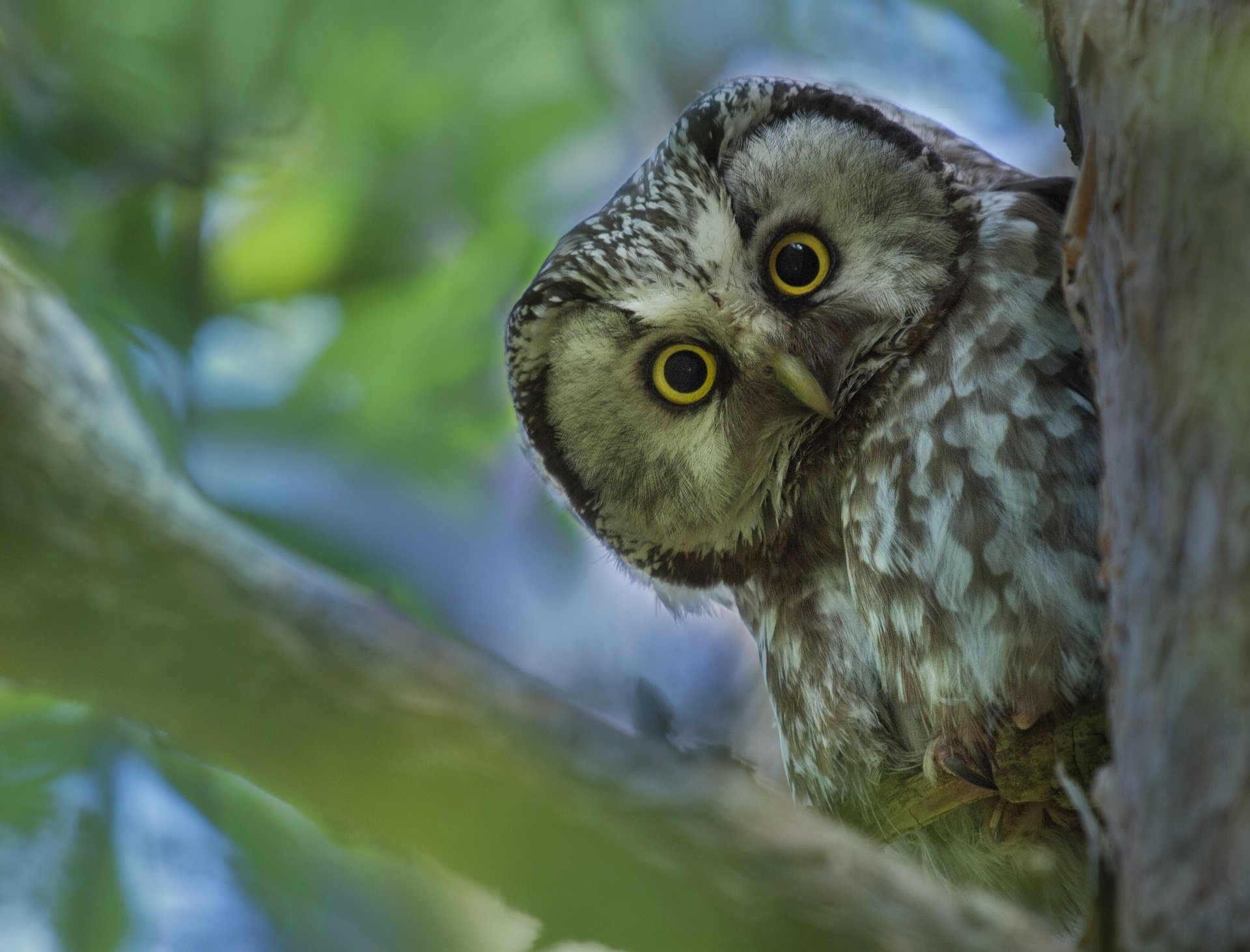 horned owl owl poultry