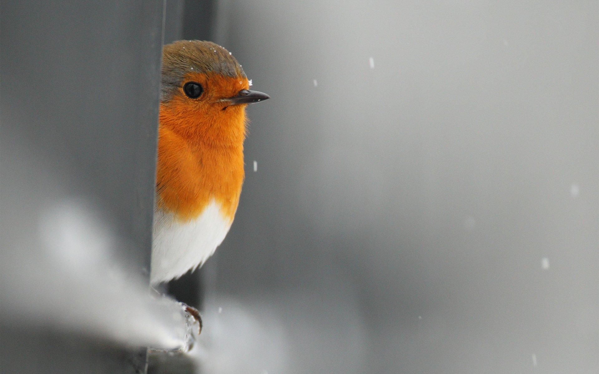 rotkehlchen vogel guckt schnee zaun