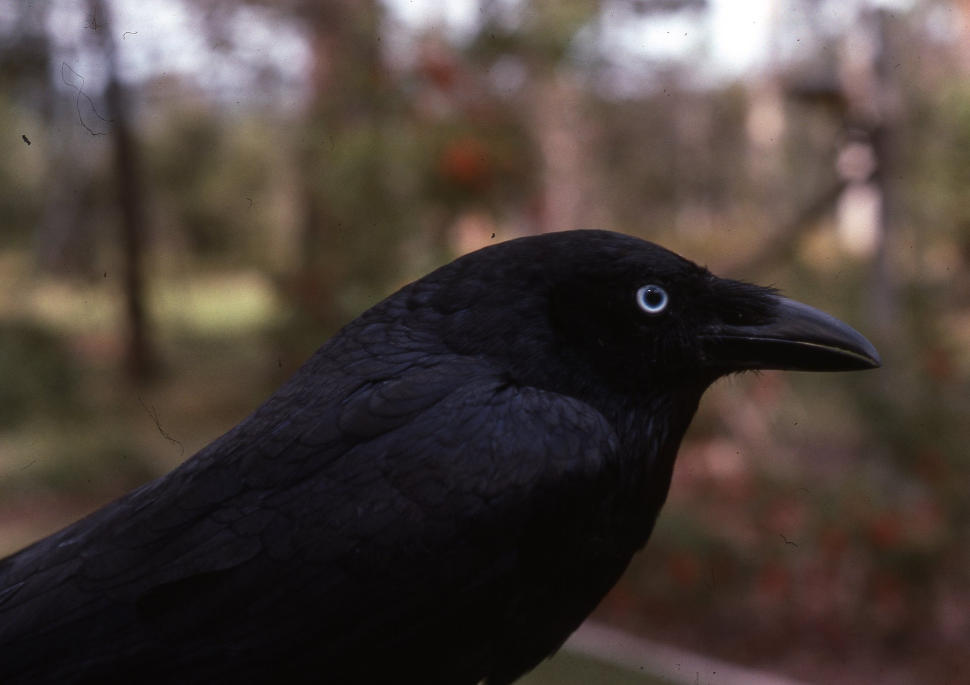 animali uccelli corvo corvo torresian