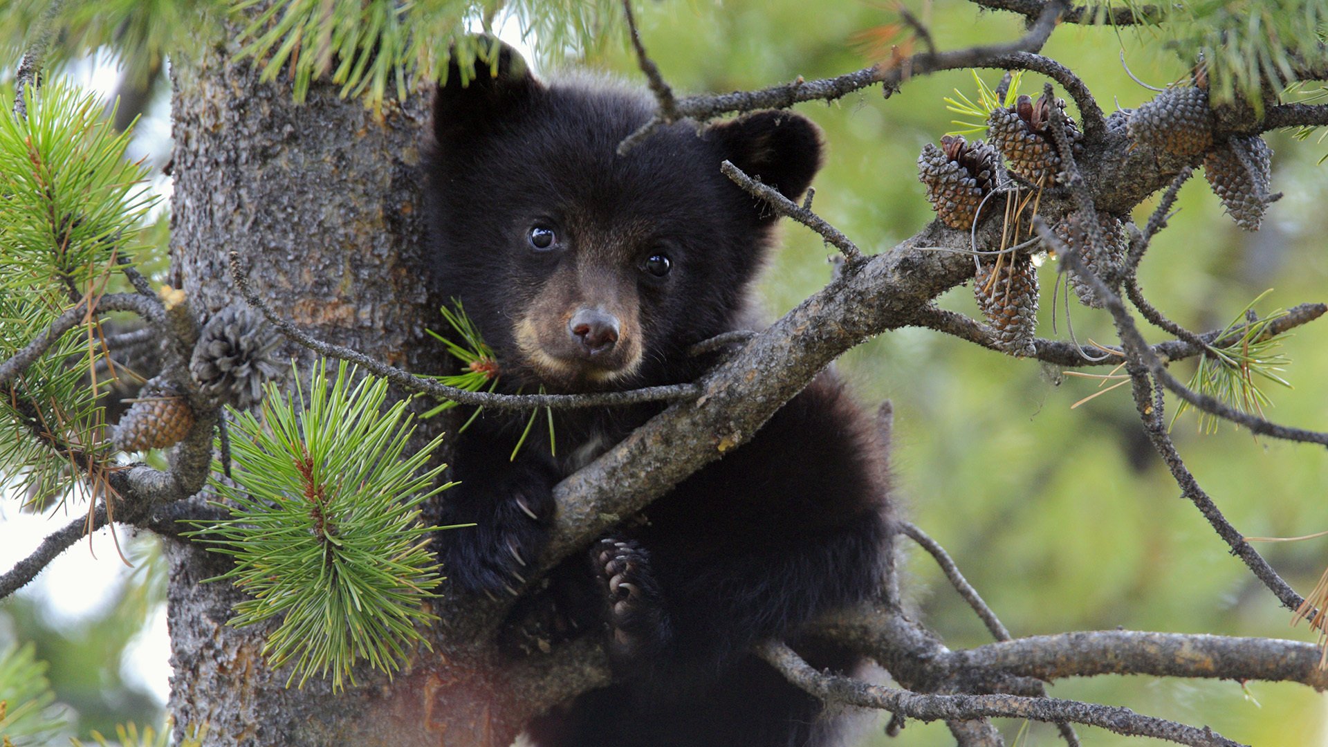 bear bear cub tree pine cone