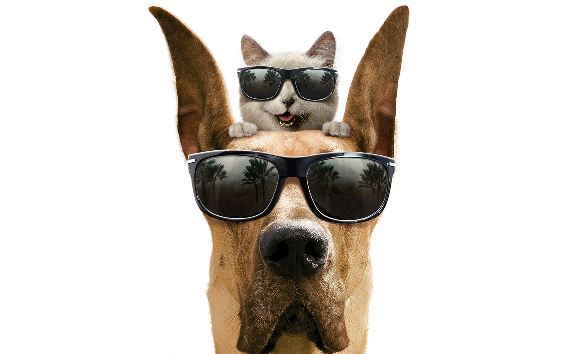 gato perro gran danés sonrisa fondo blanco gafas marmaduke marmaduke